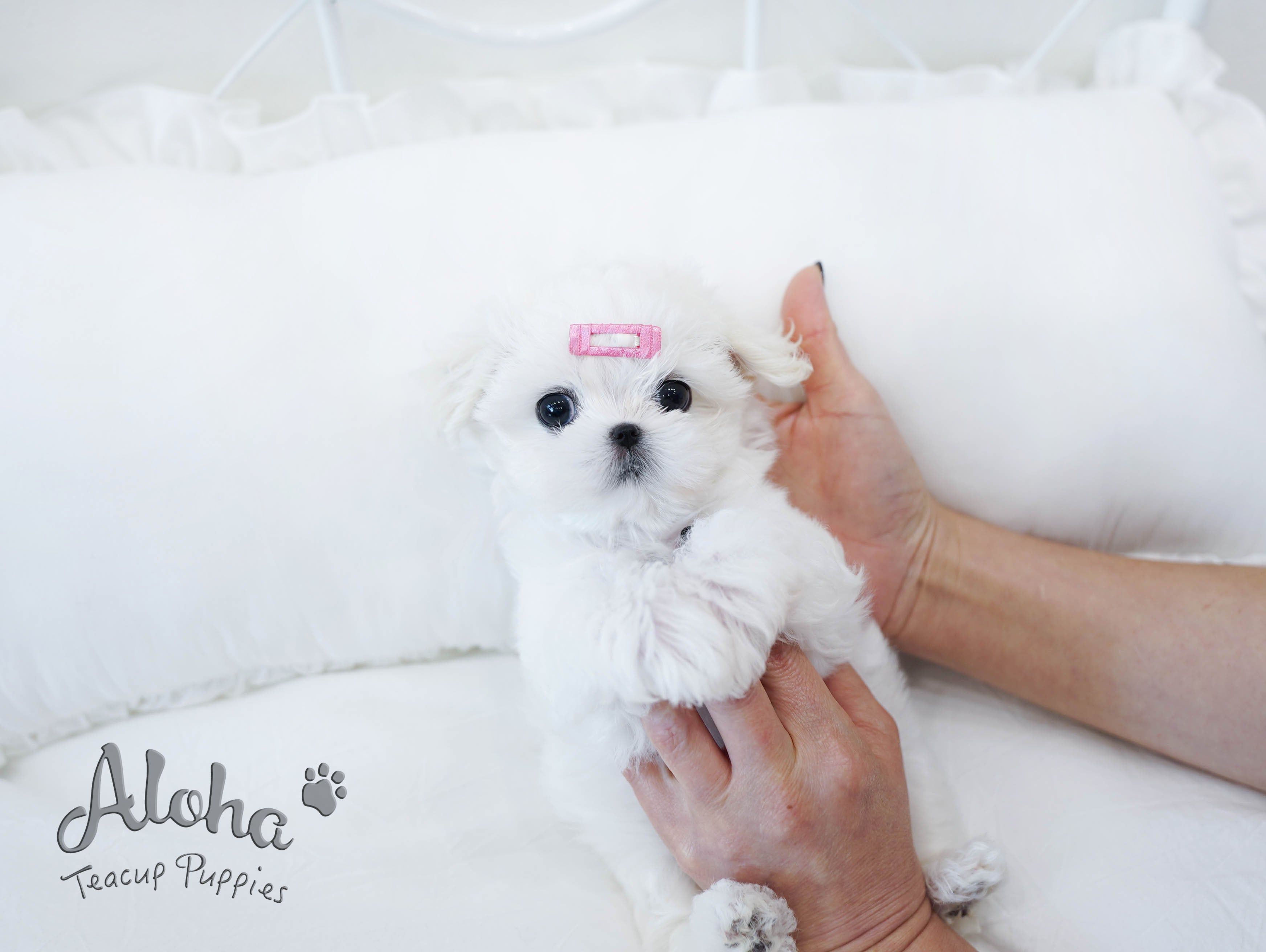 Woody [TEACUP MALTESE]