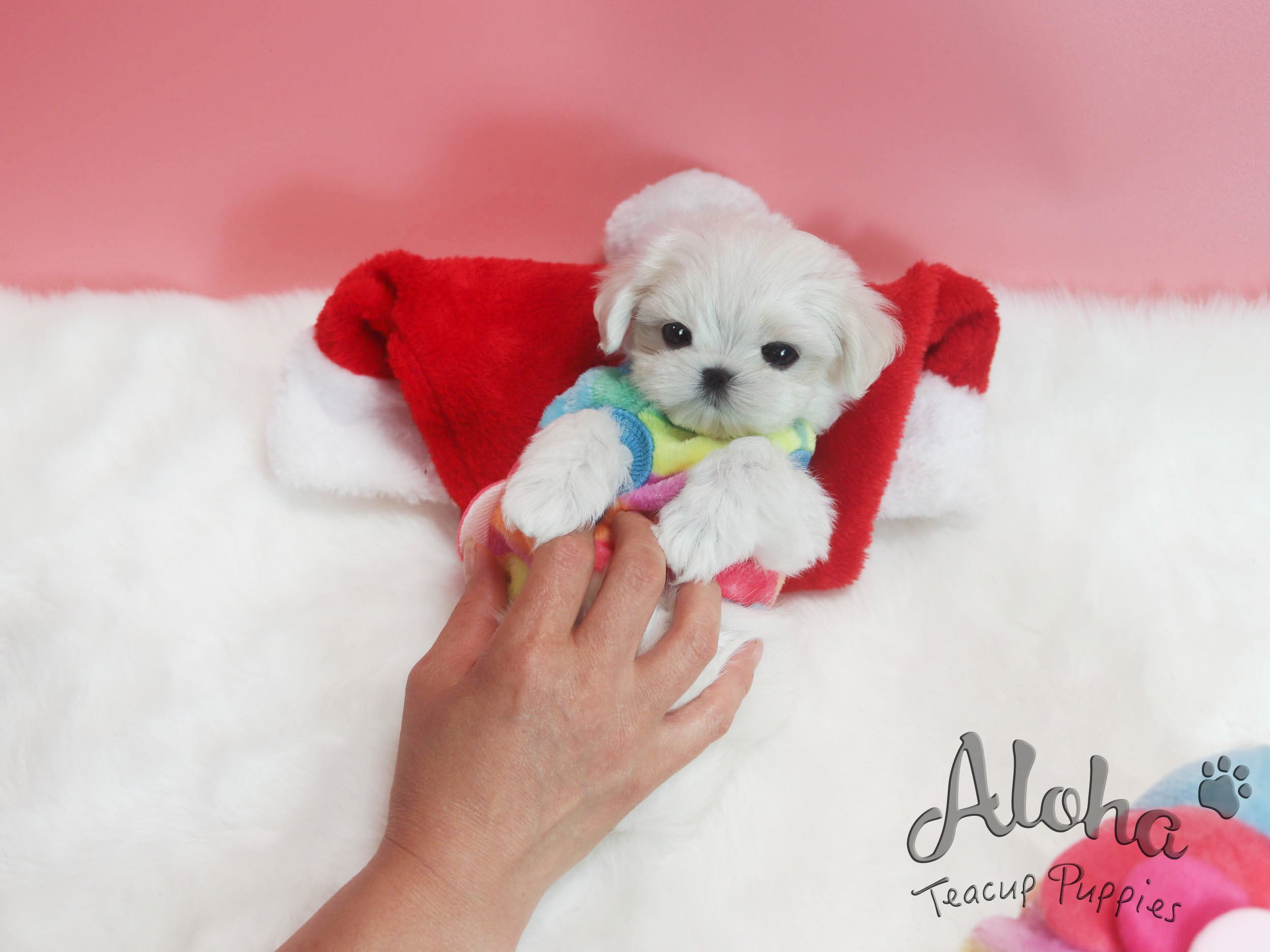 Sold to Michael, Bonnie [TEACUP MALTESE]
