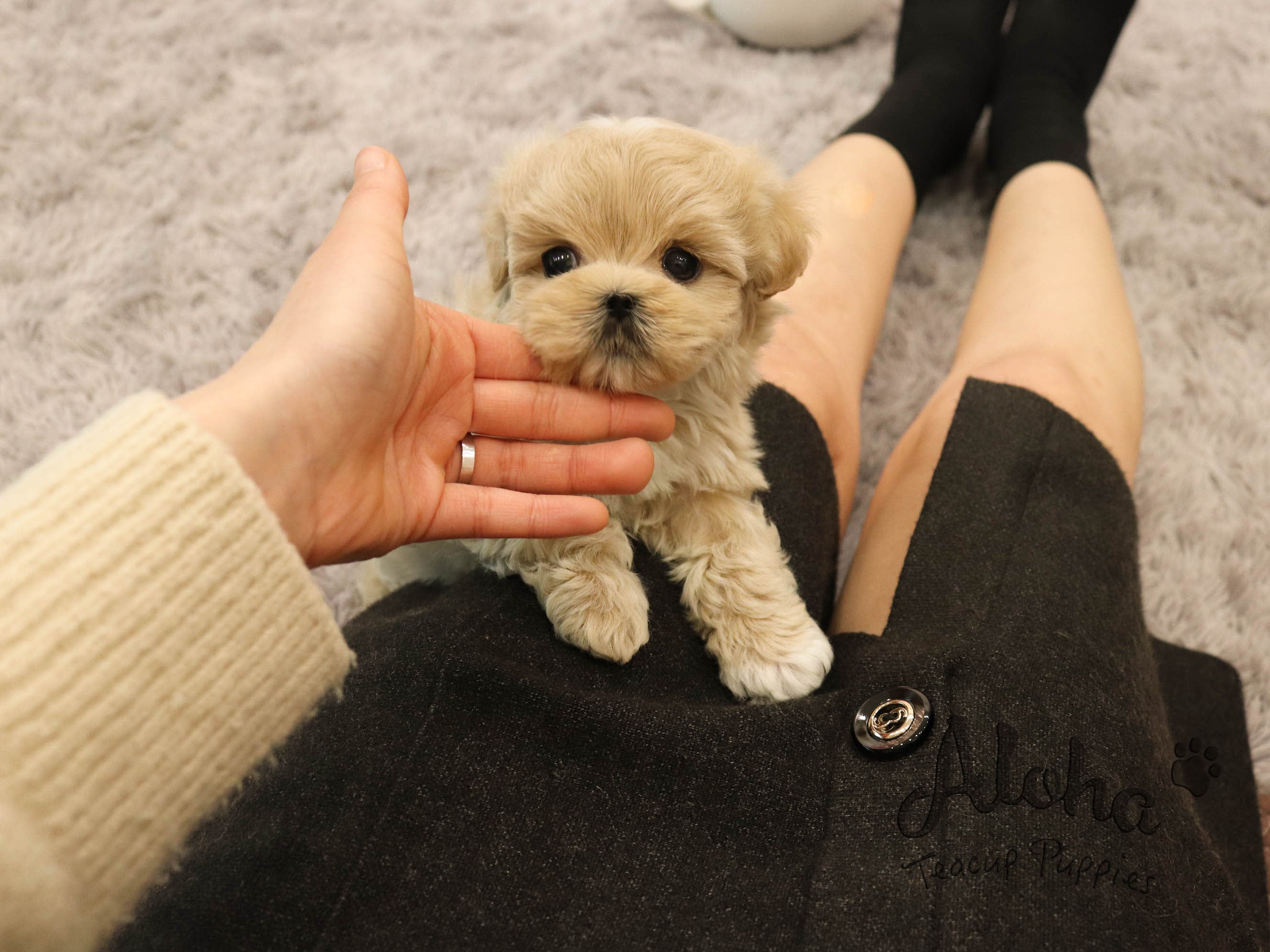 Copper [TEACUP MALTIPOO]
