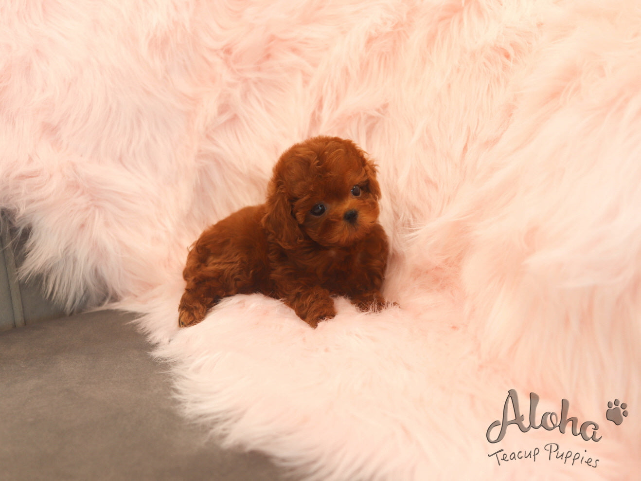 Ferrari [TEACUP MALTIPOO]