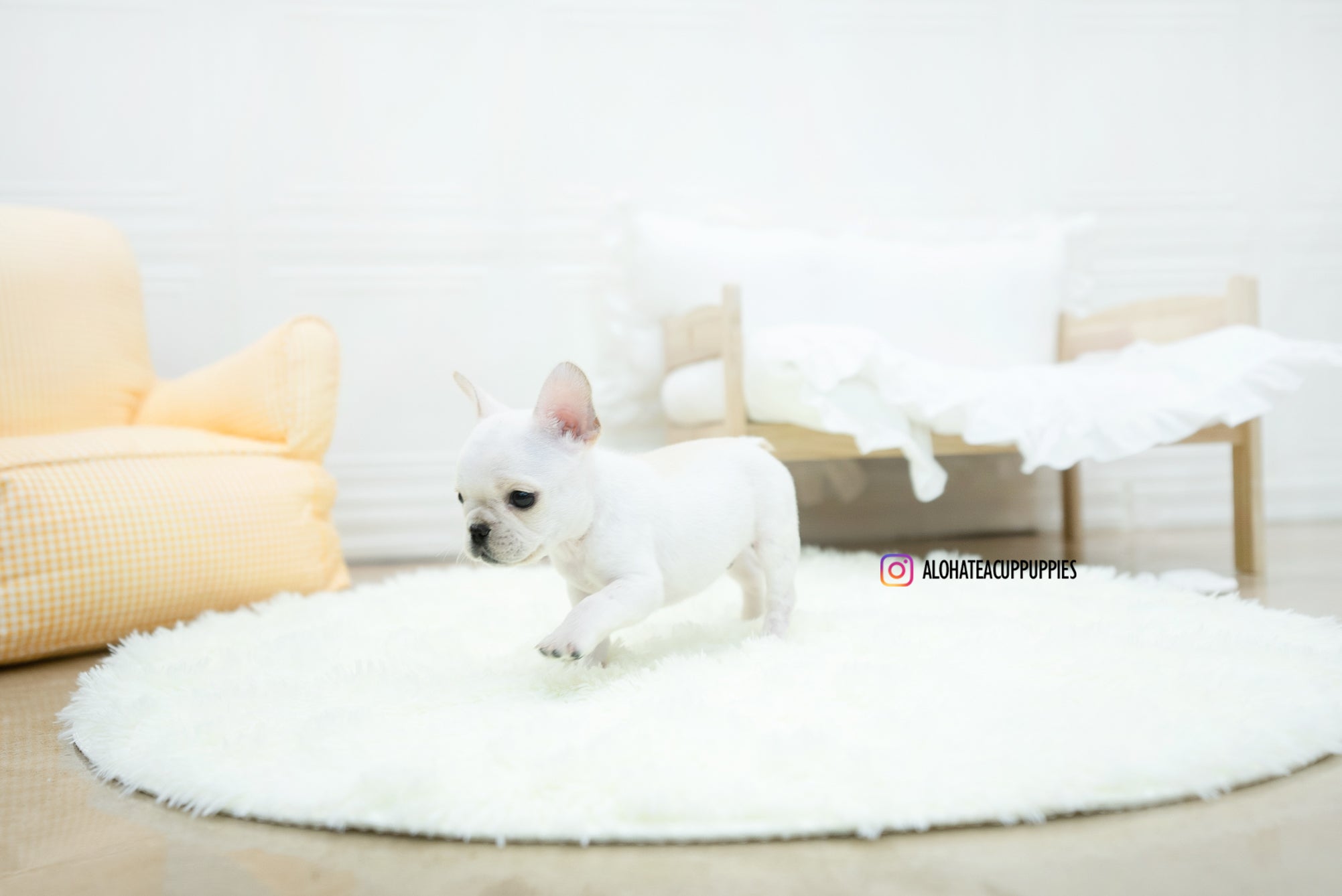 Mateo [TEACUP FRENCH]