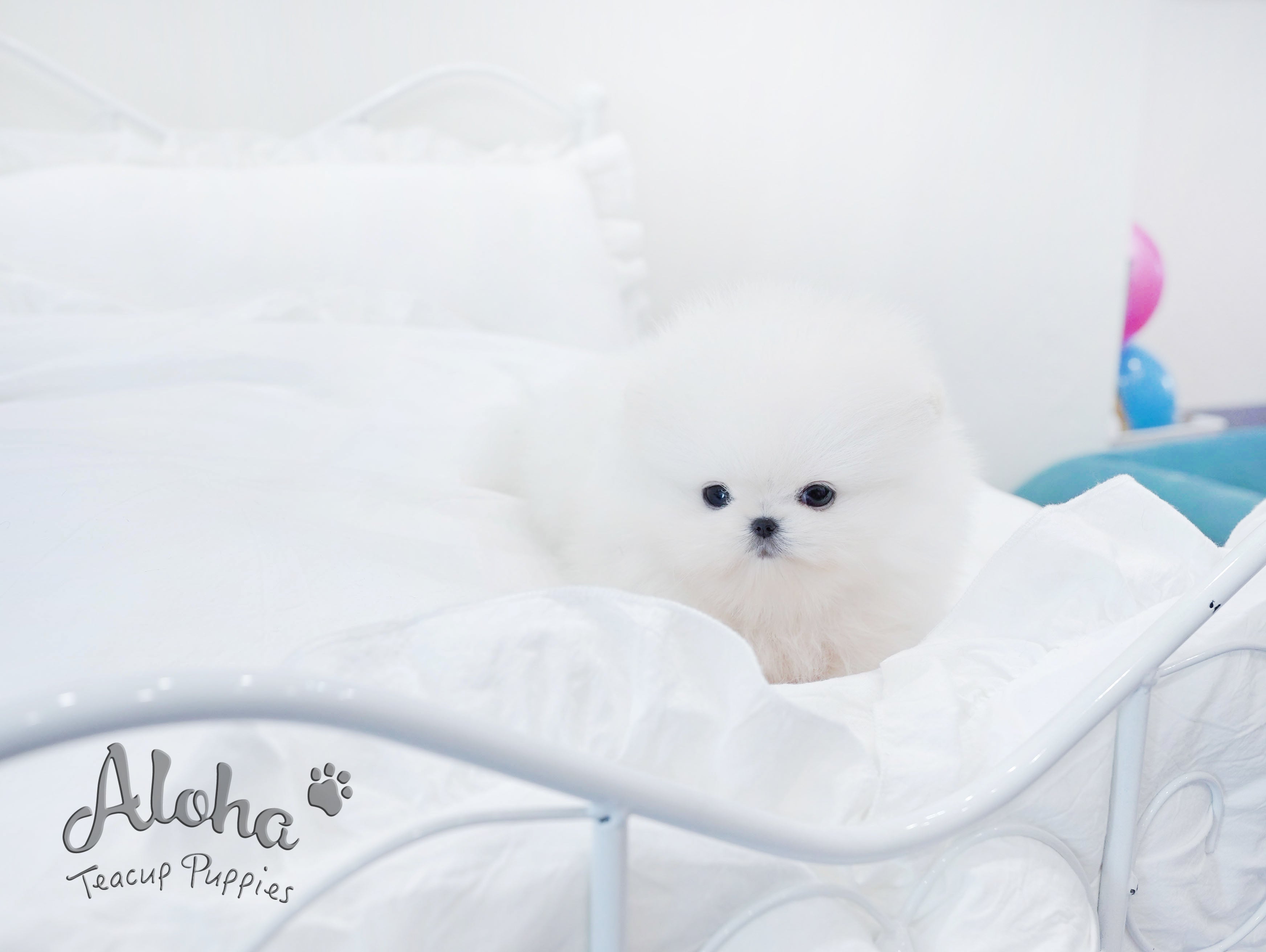 Urus [TEACUP POMERANIAN]
