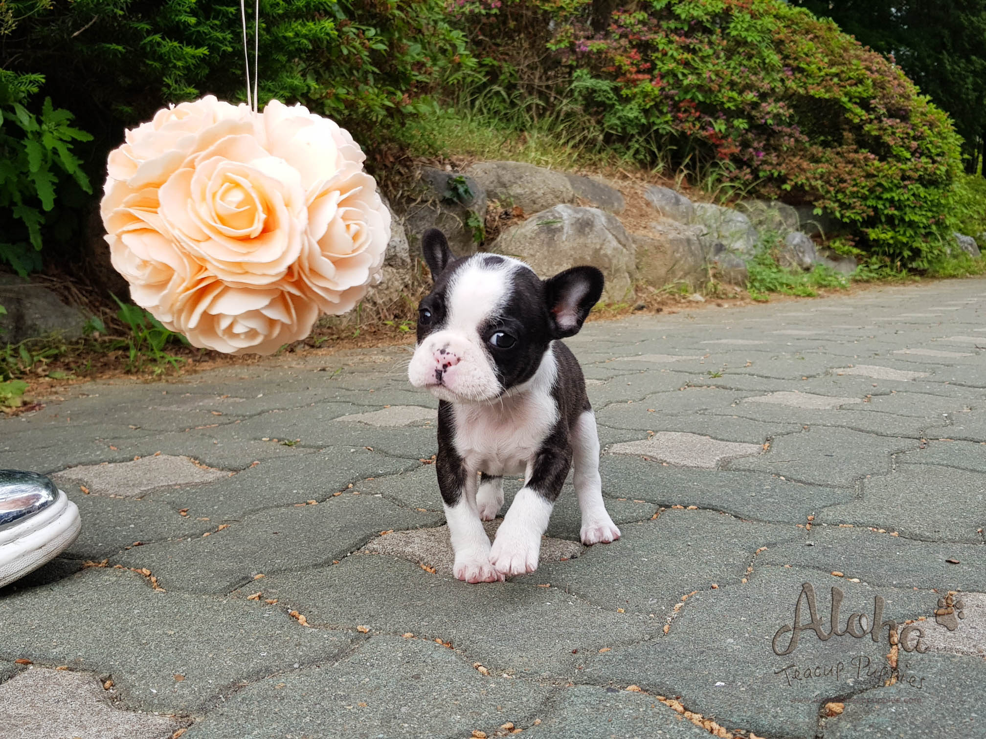 Sold to Jacob, Megan [Teacup French Bulldog]