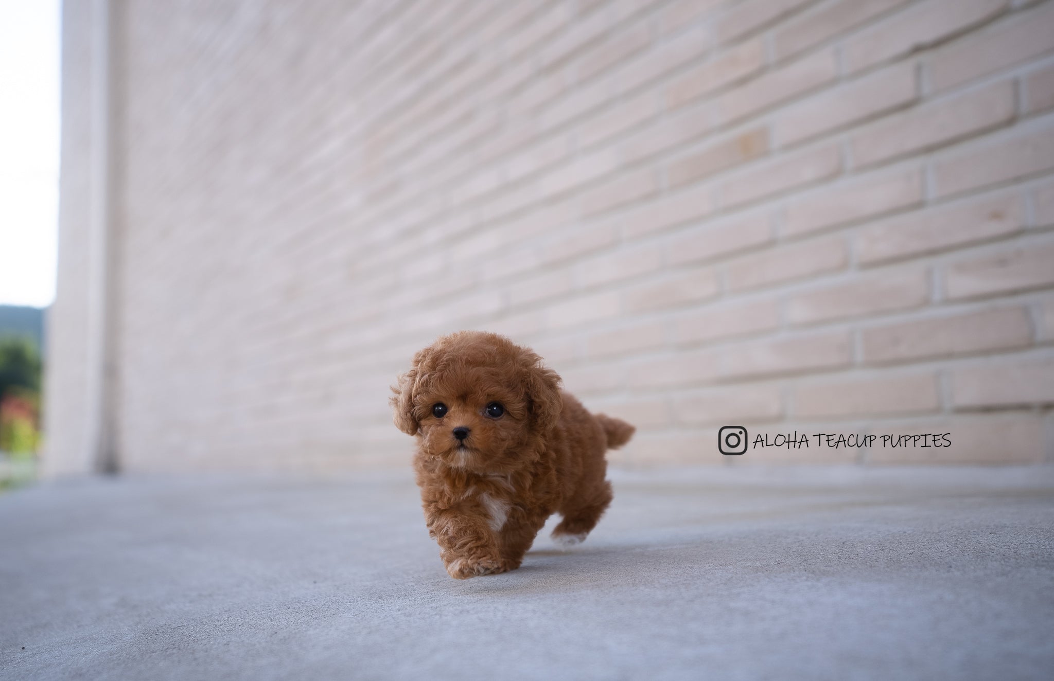 Theo [TEACUP POODLE]
