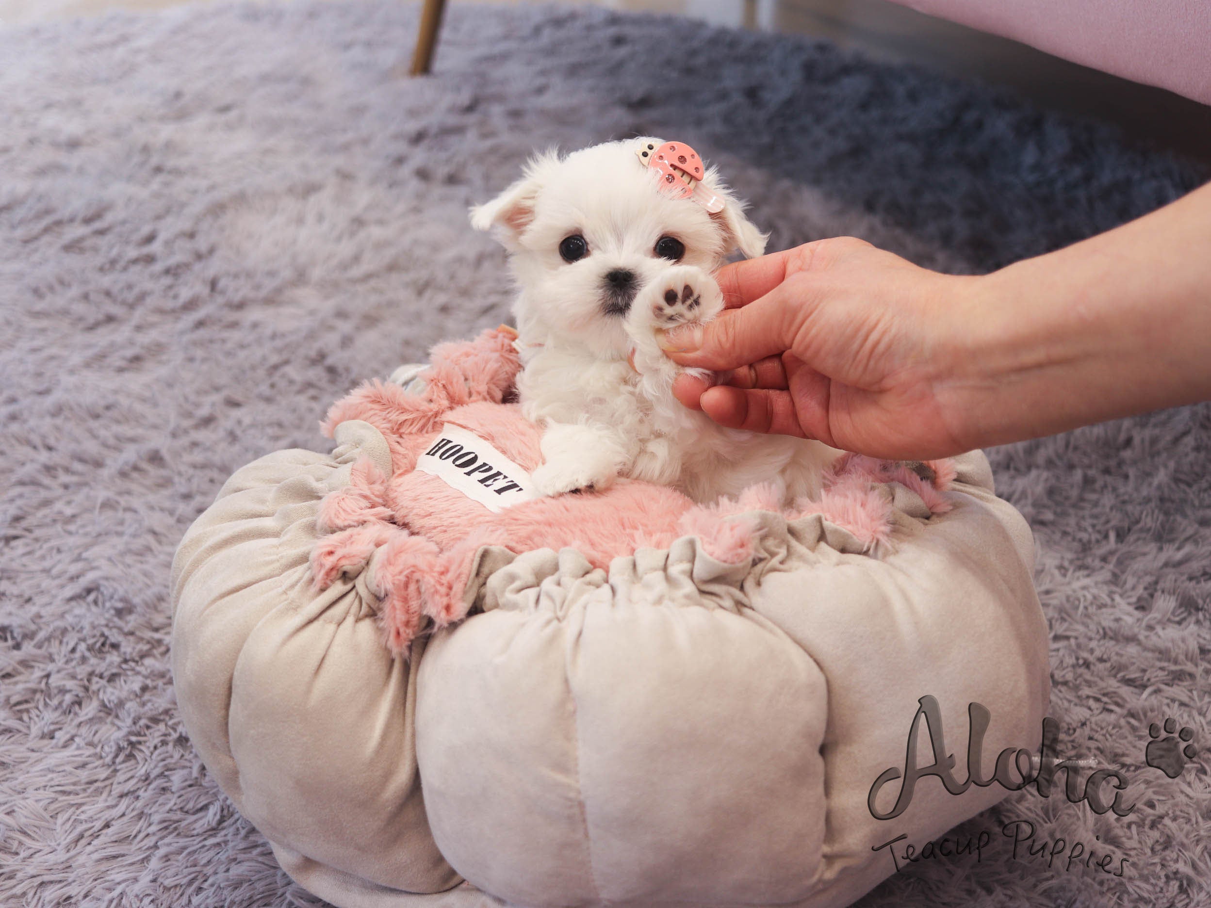 Molly [TEACUP MALTESE]