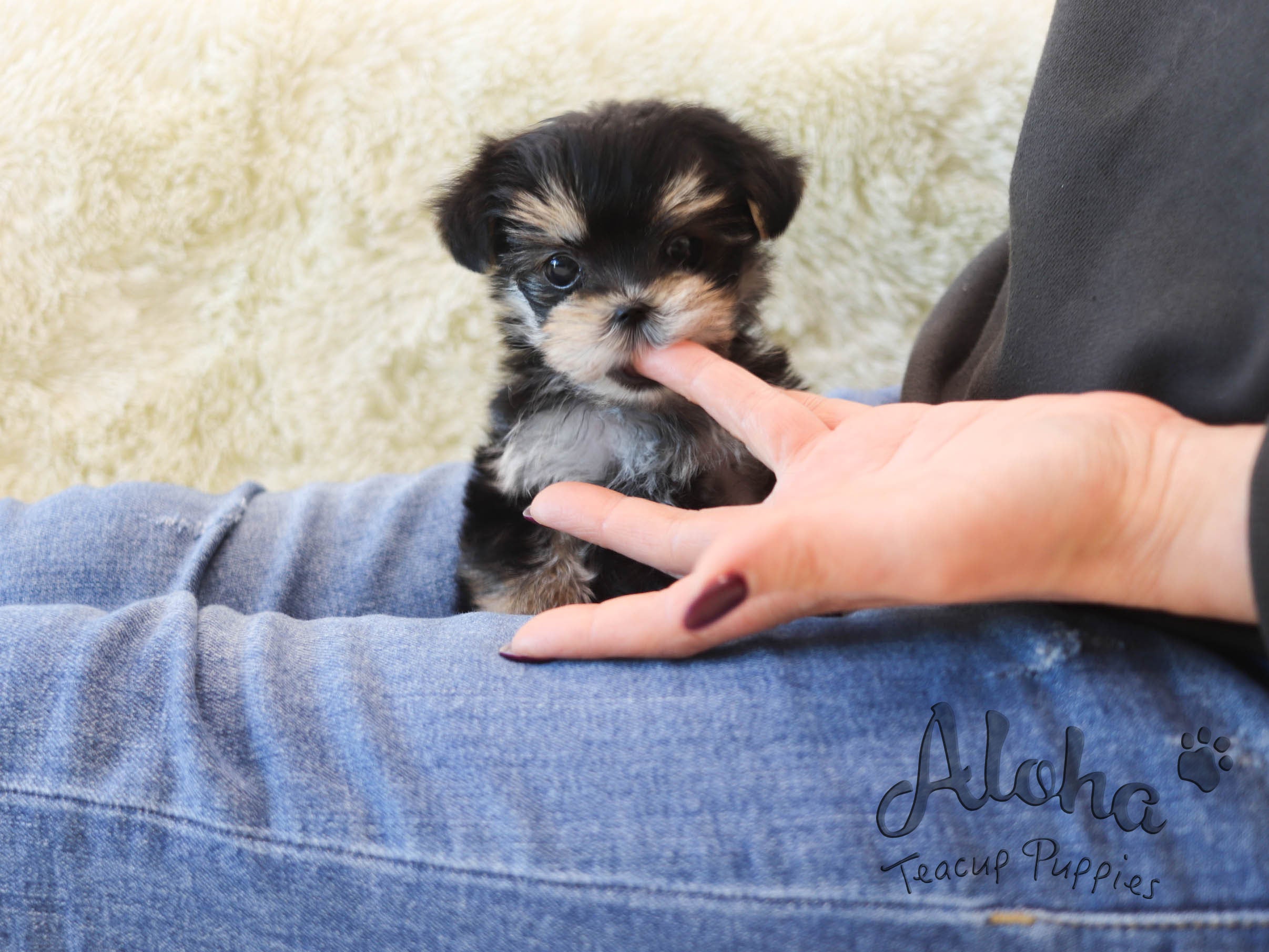 Taco [TEACUP Morkie]