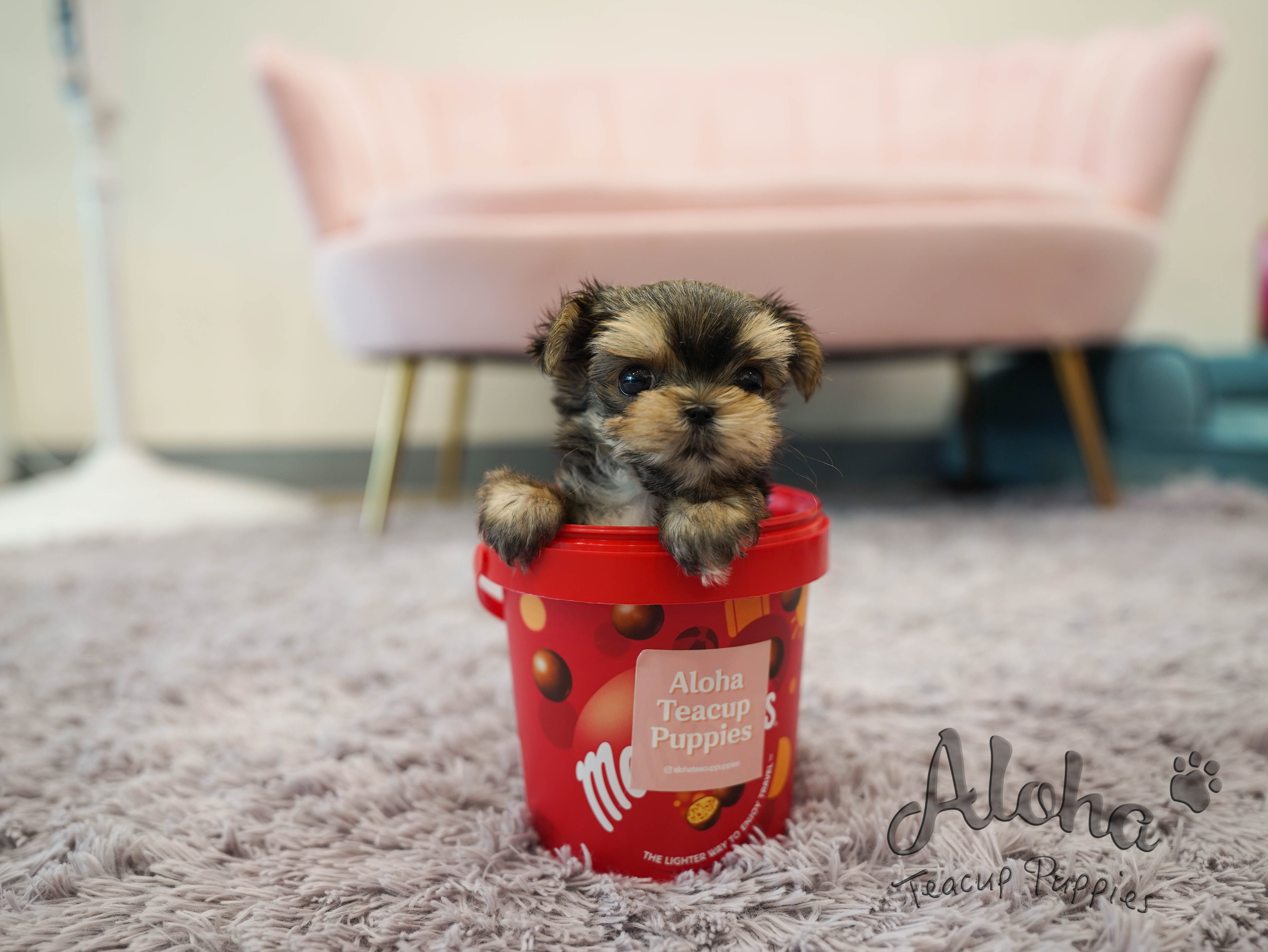 MAYA [TEACUP MORKIE]
