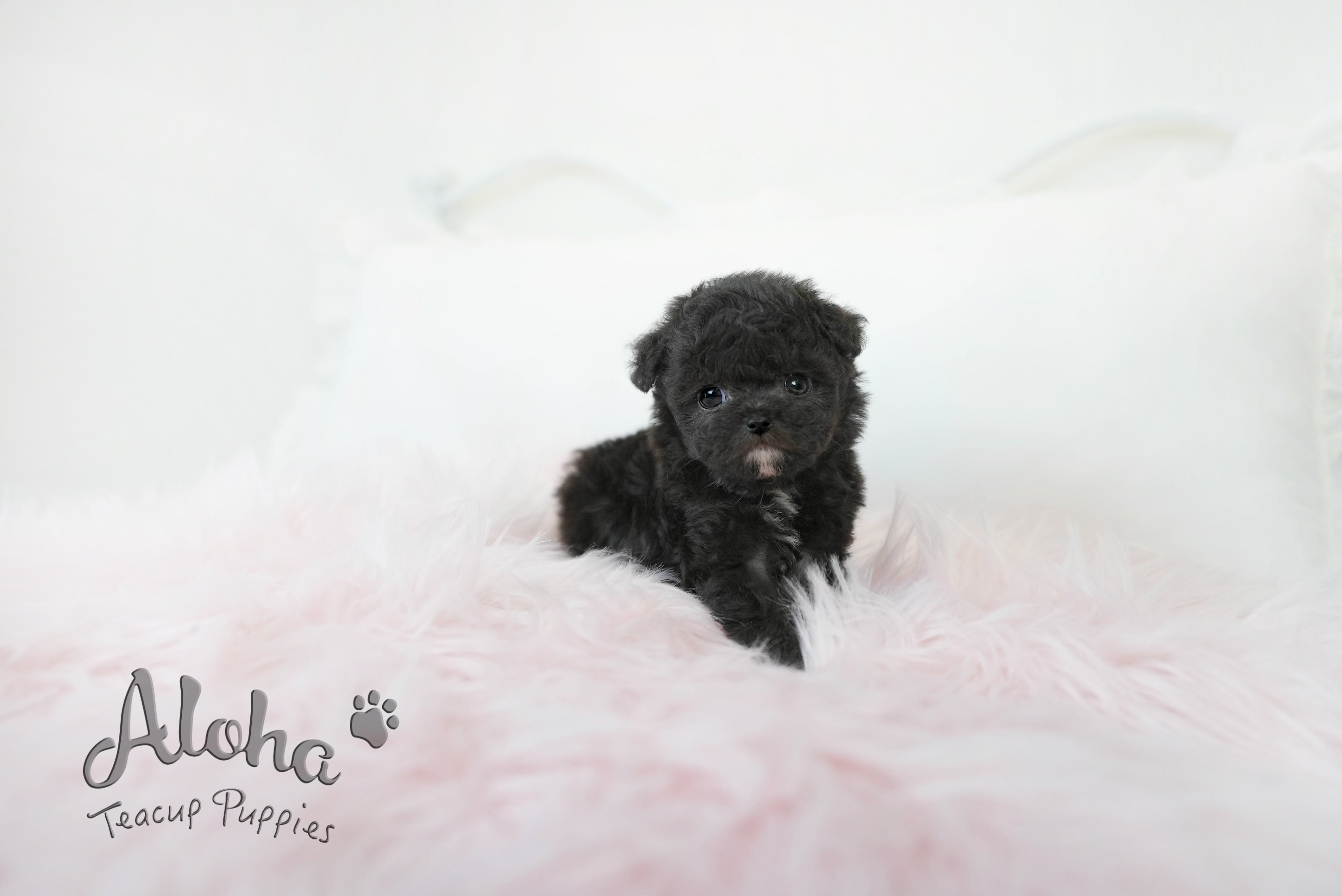 POPPY  [TEACUP POODLE]