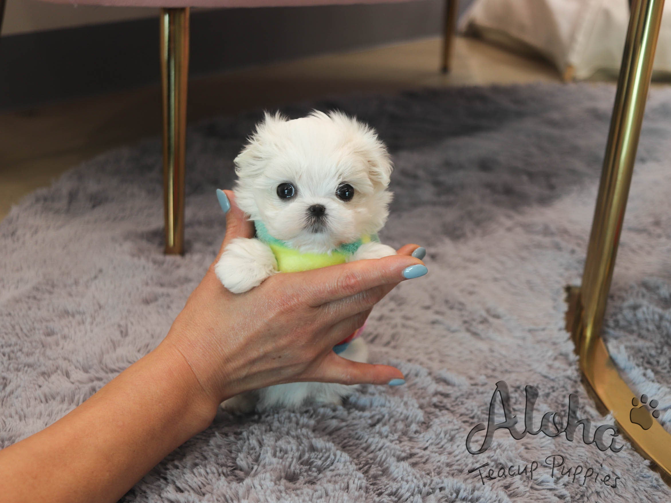 Bubble [TEACUP MALTESE]