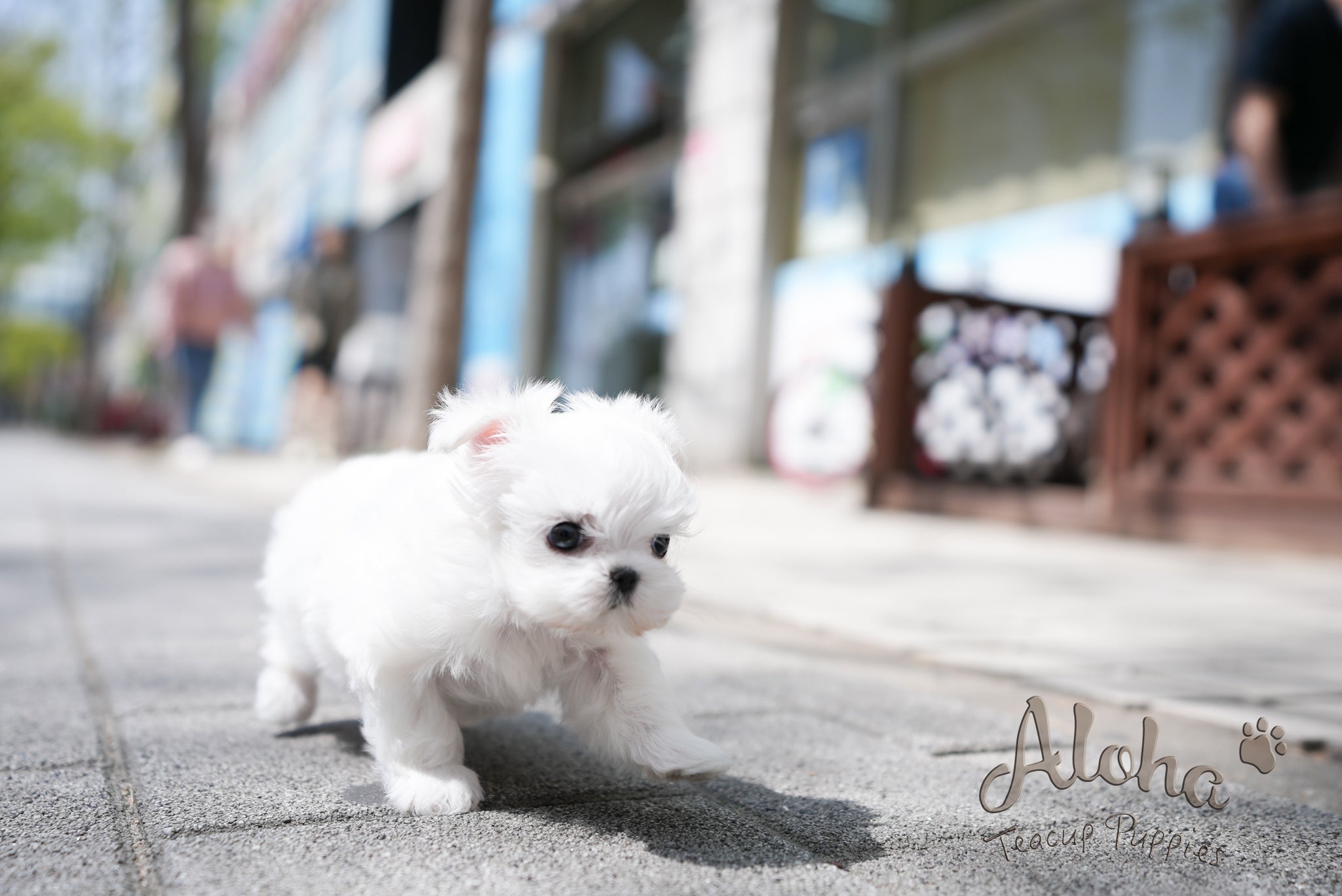 Ted [TEACUP MALTESE]