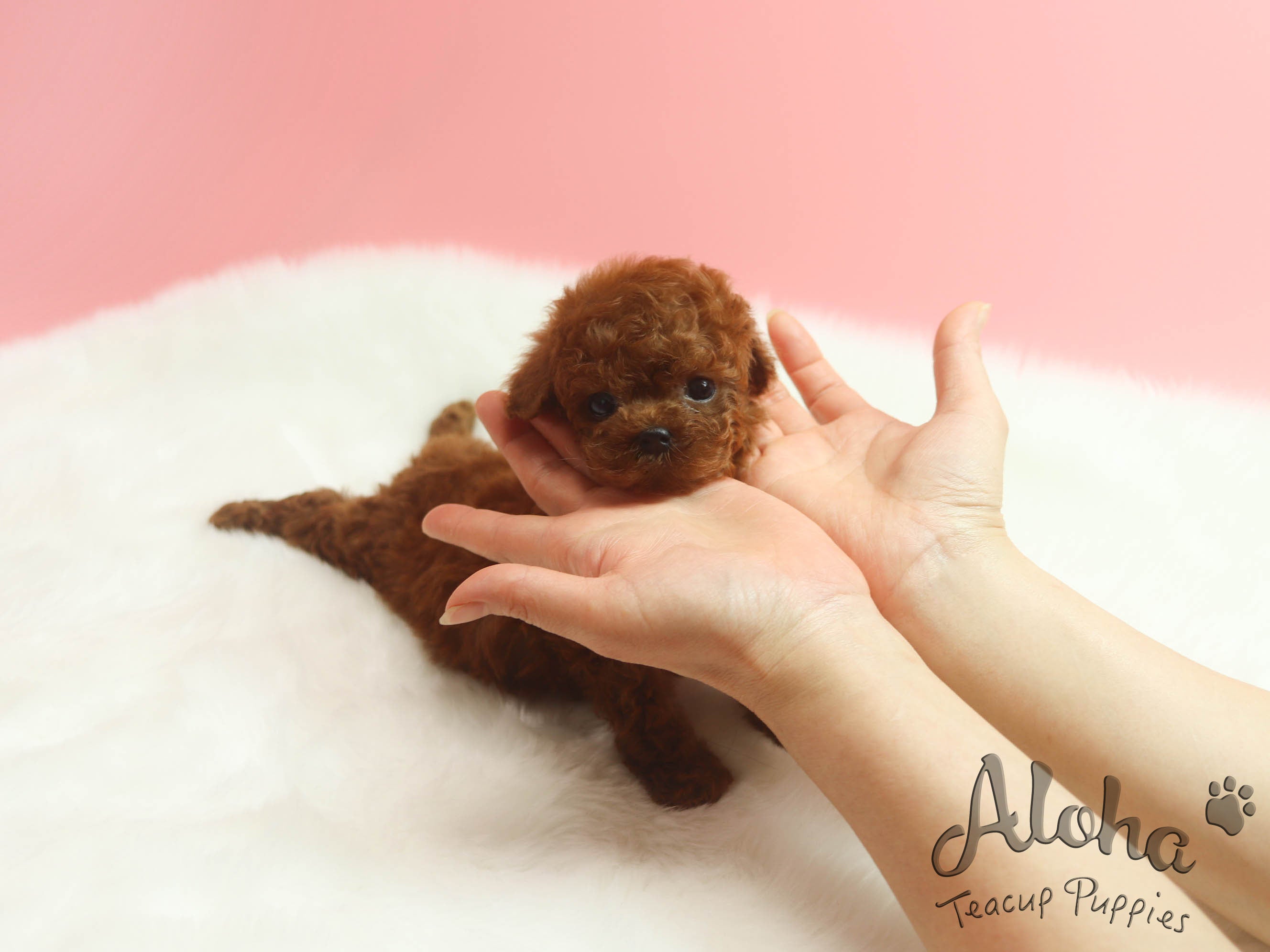 Sold to rebecca, Paris [TEACUP POODLE]