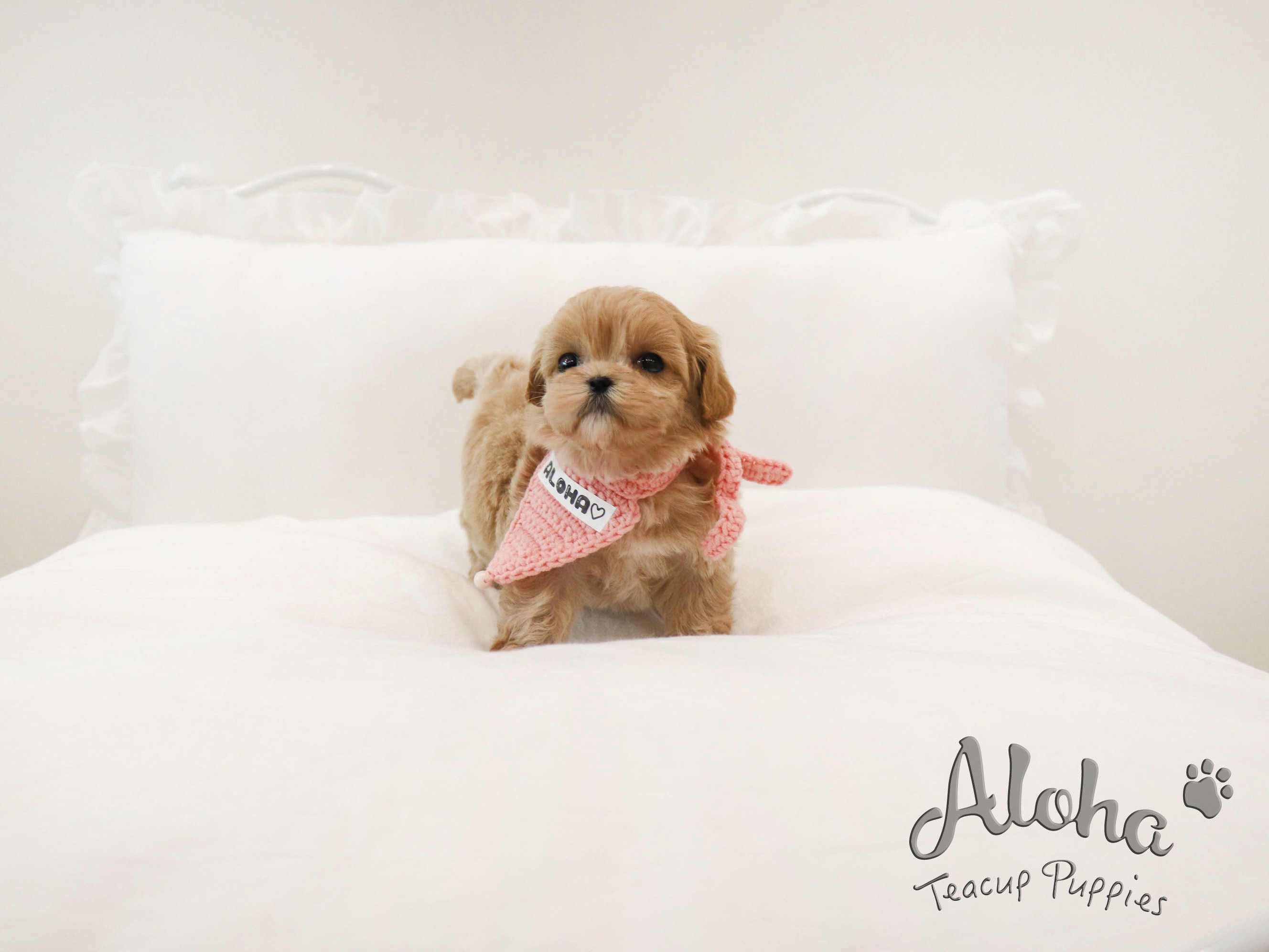 DOLLY [TEACUP MALTIPOO]