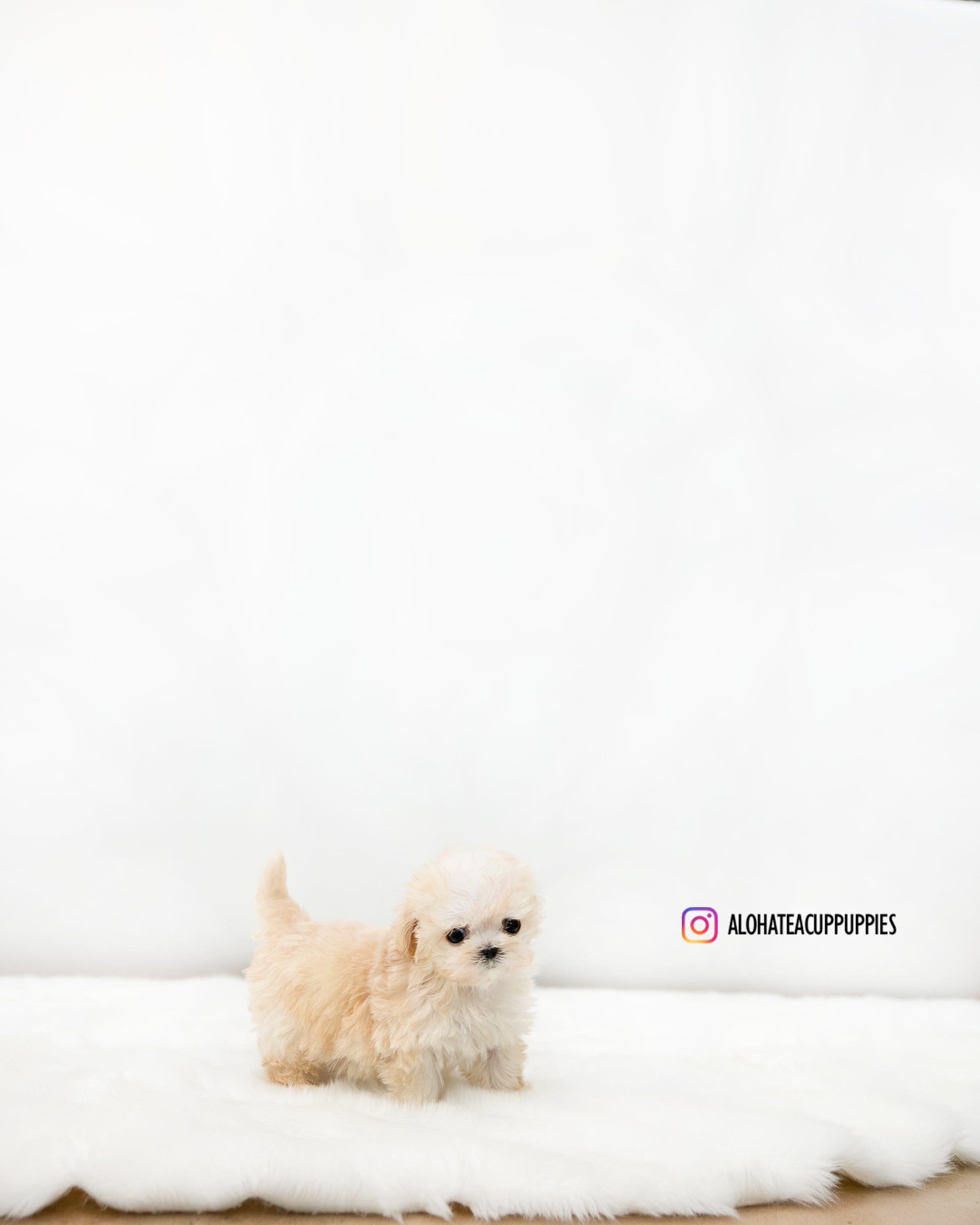 Lottie [MALTIPOO TAZA DE TÉ]