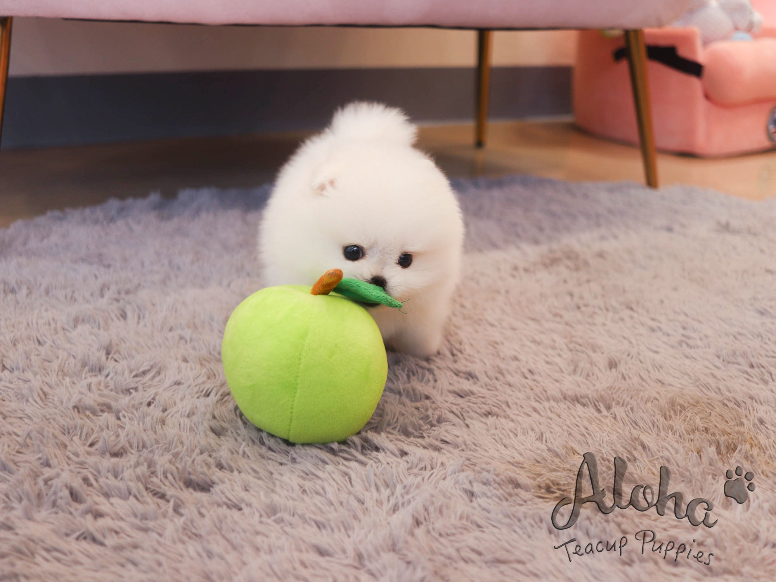 Louis [TEACUP POMERANIAN]