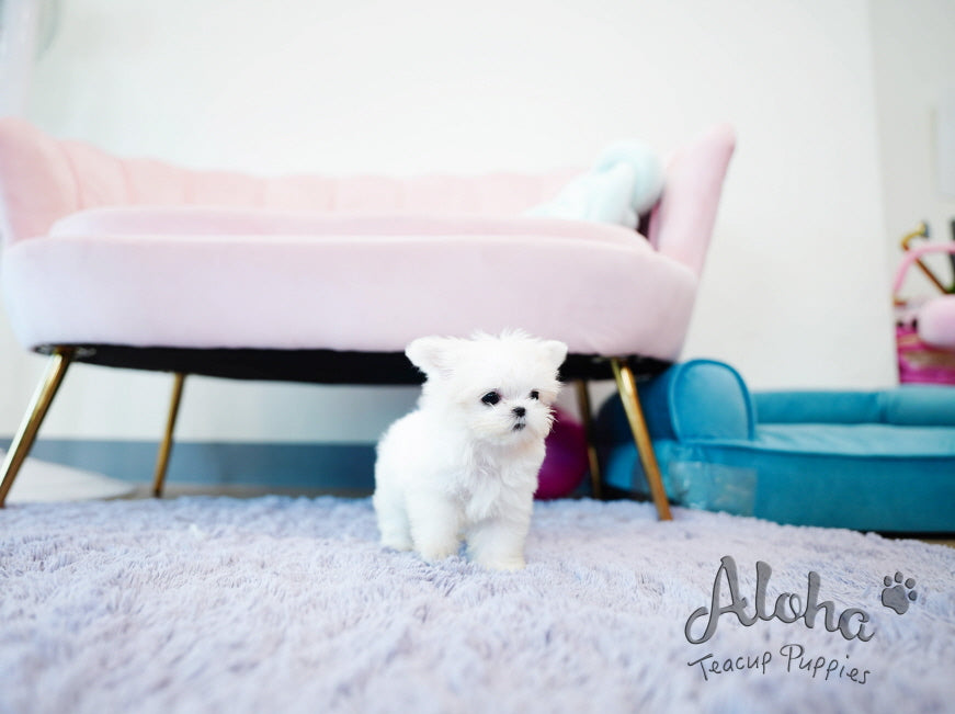 Momo [TEACUP MALTESE]