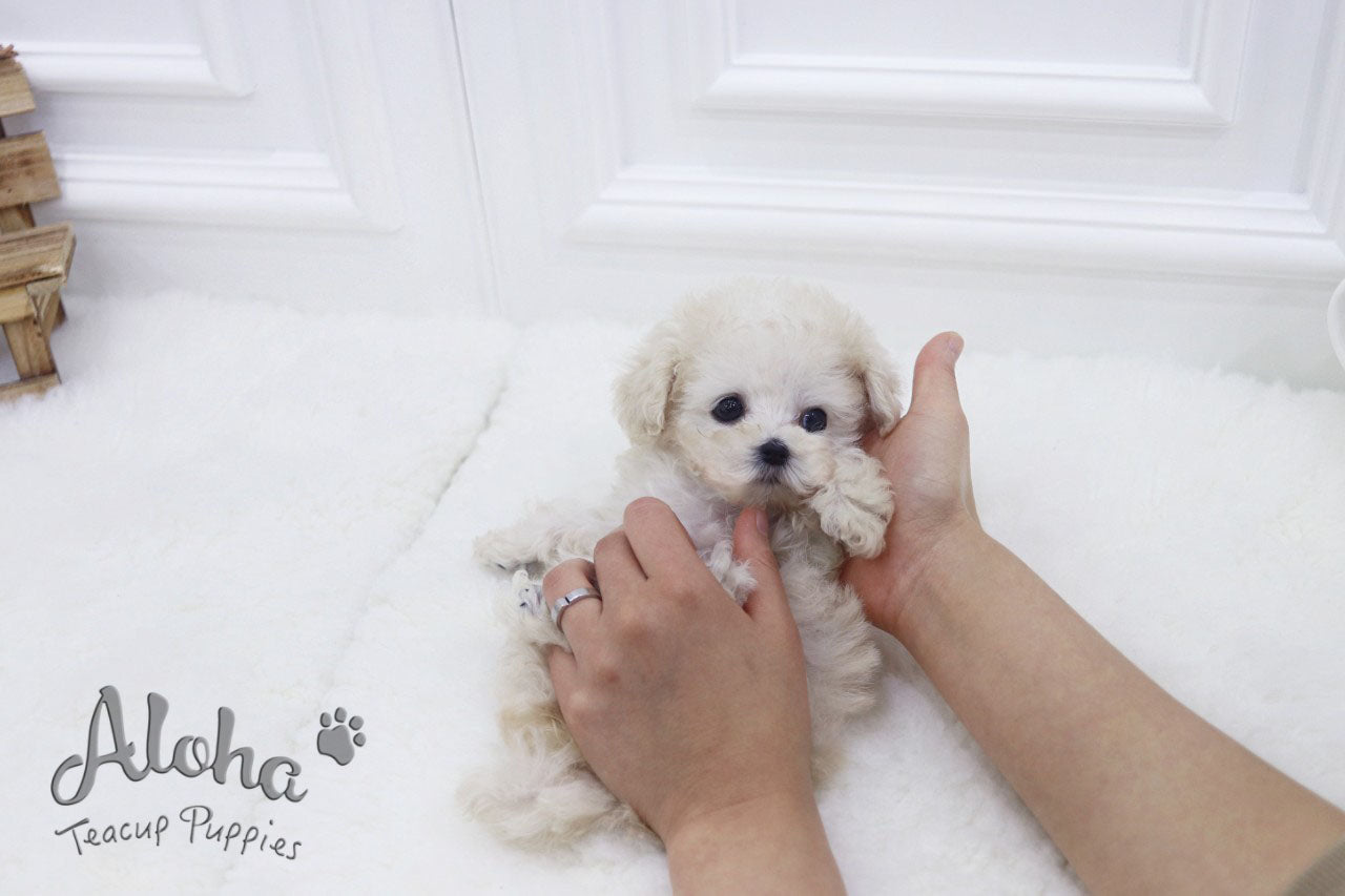 Haribo [TEACUP POODLE]