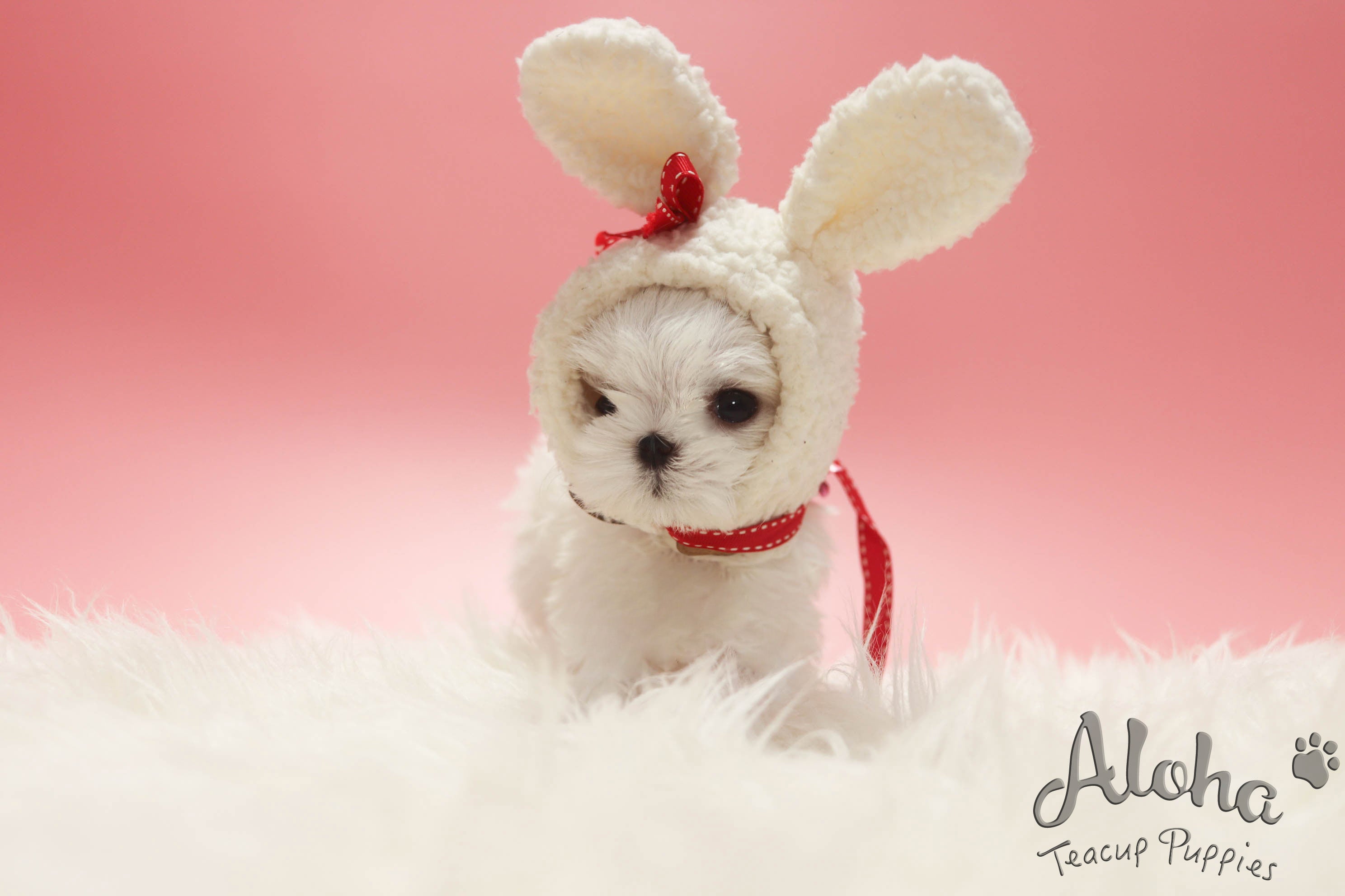 SOPHIE [TEACUP MALTESE]