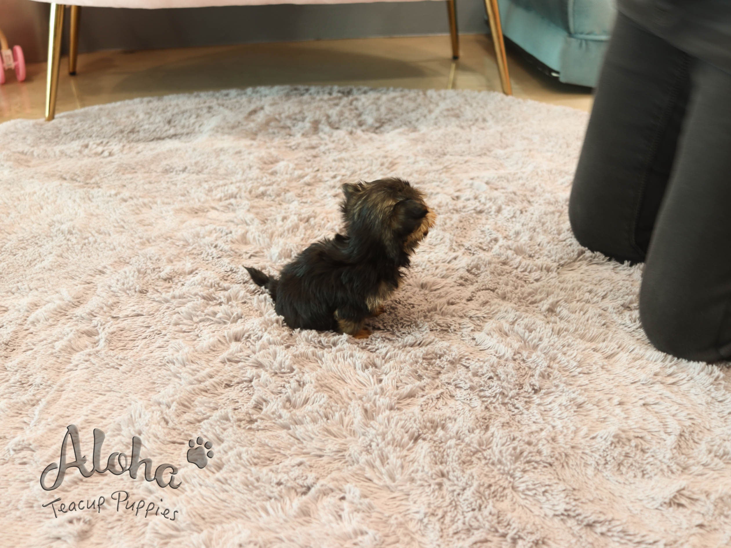 Lola [TEACUP Morkie]