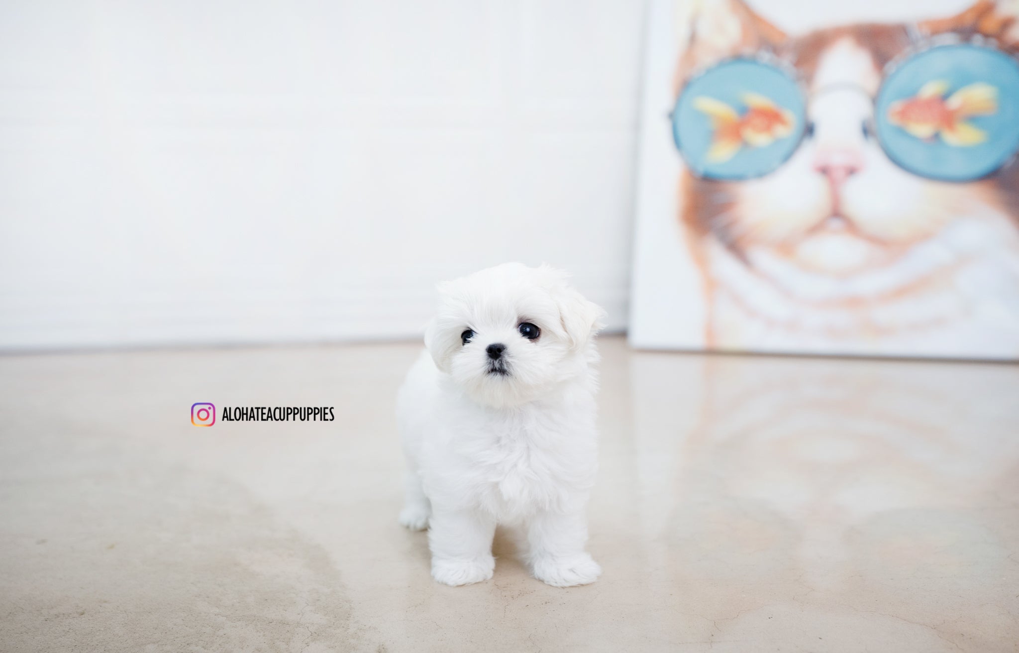 Helen [TEACUP MALTESE]
