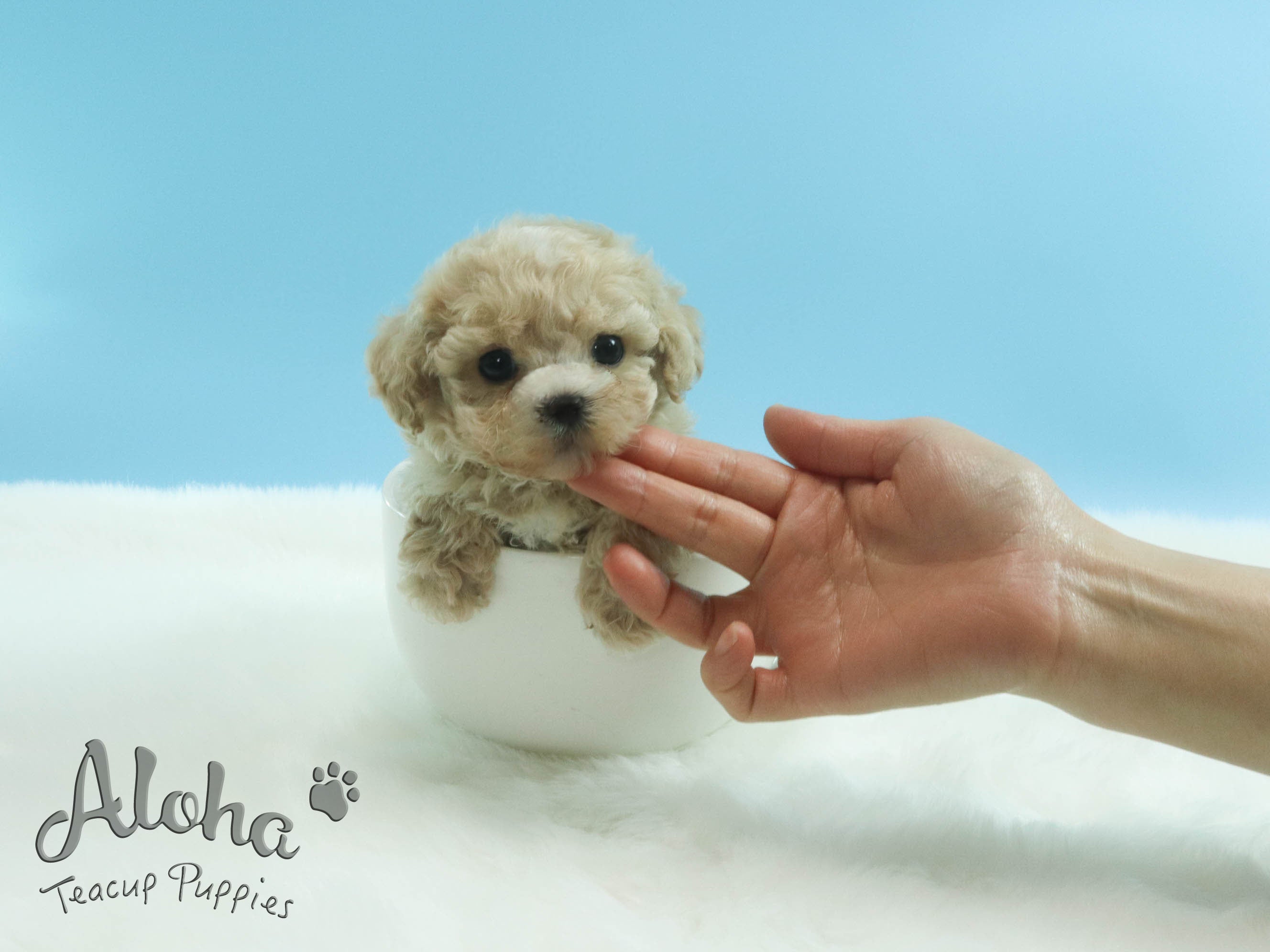 Sold to Lynn, Pie [TEACUP MALTIPOO]