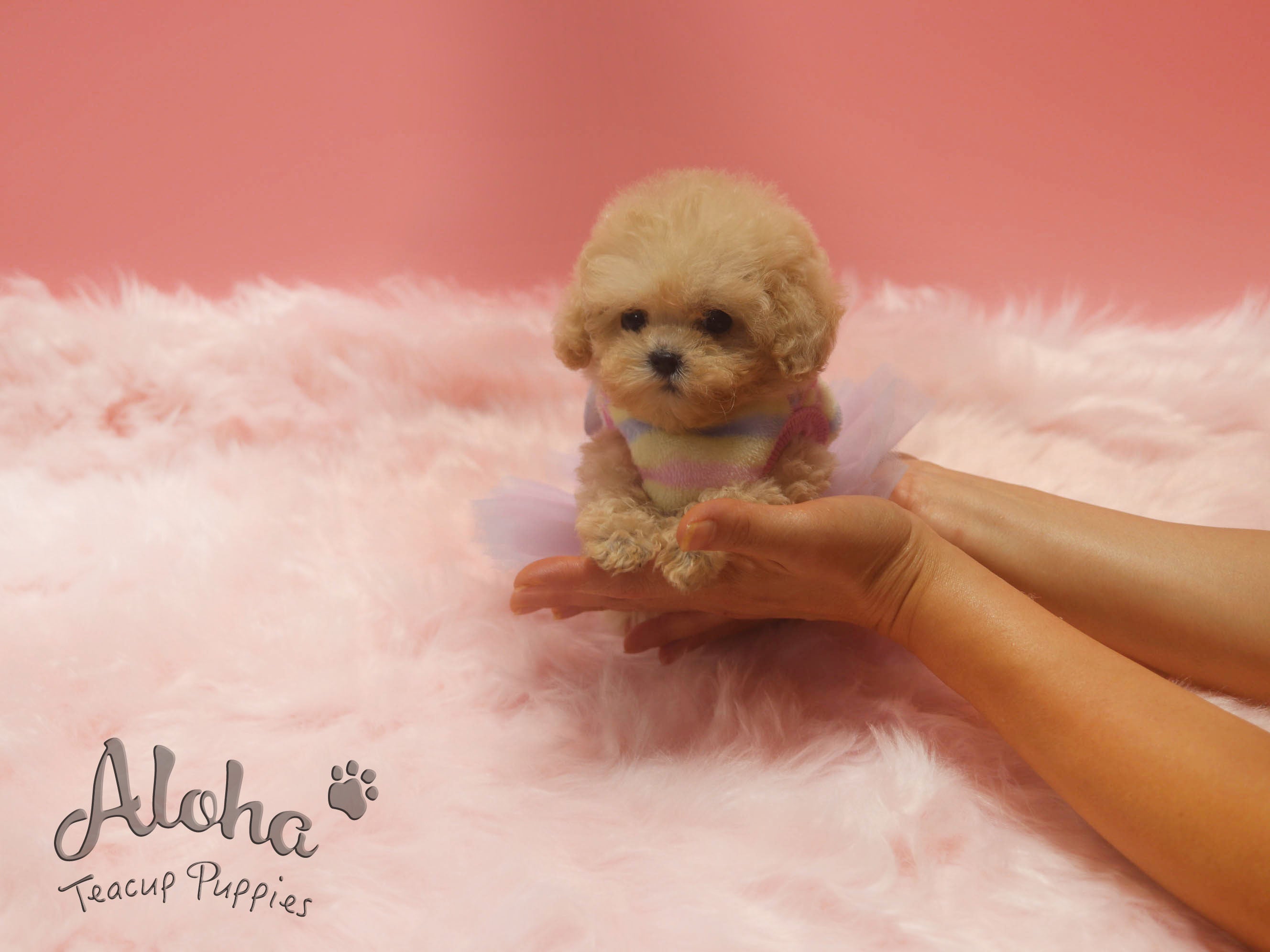 Ringo [TEACUP MALTIPOO]