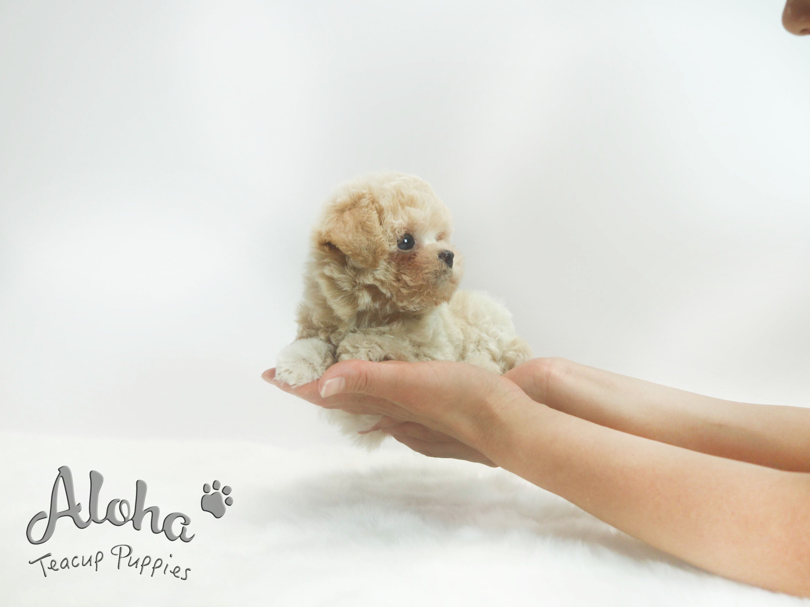 Sold to Dianne, Nina [TEACUP Maltipoo]