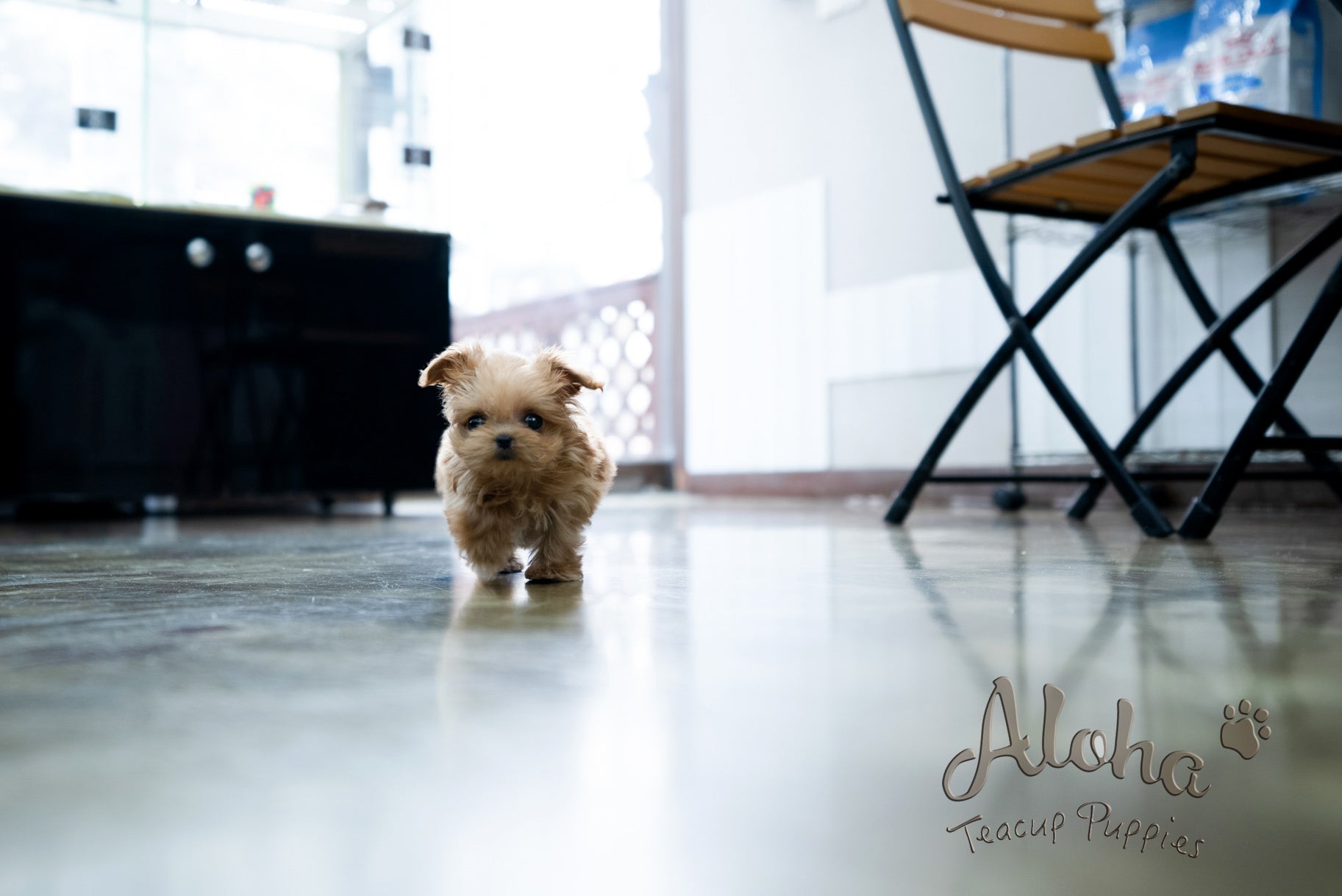 Luna [TEACUP MALTIPOO]
