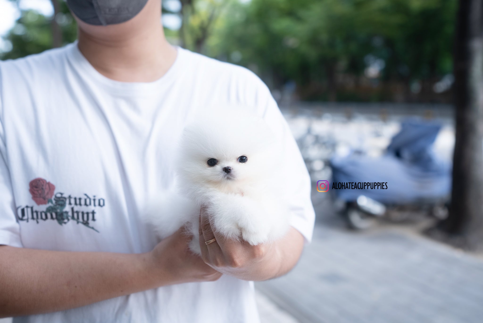 Romy [TEACUP POMERANIAN]