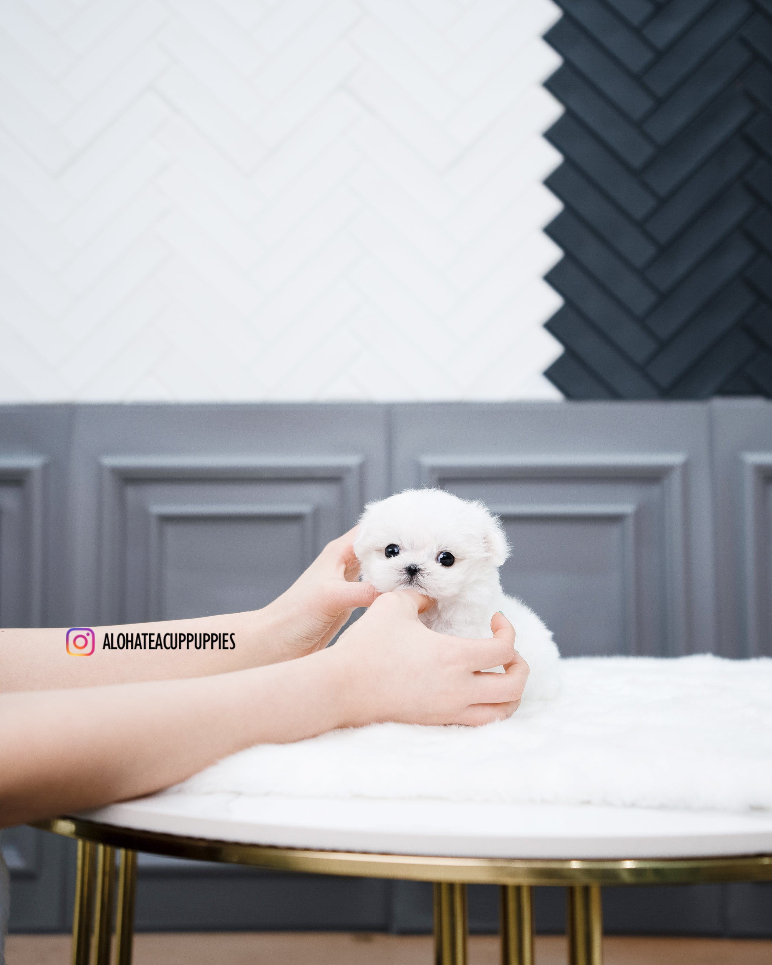 Elsa [TEACUP MALTESE]