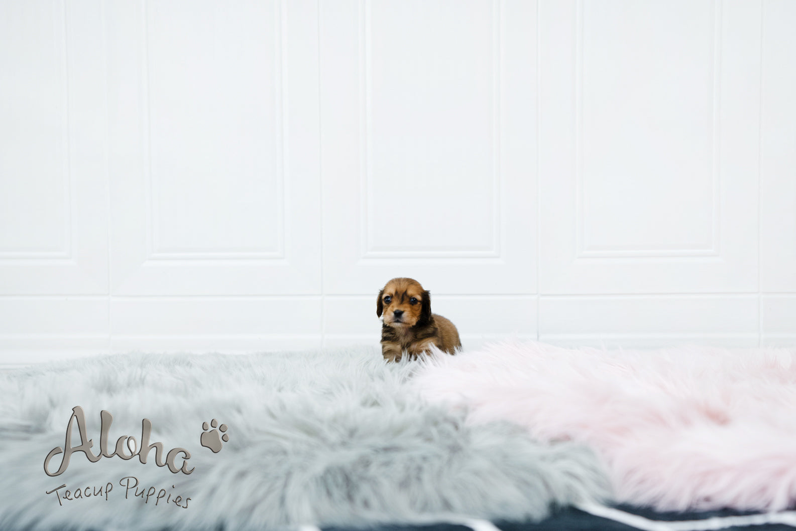 Koda [TEACUP DACHSHUND]