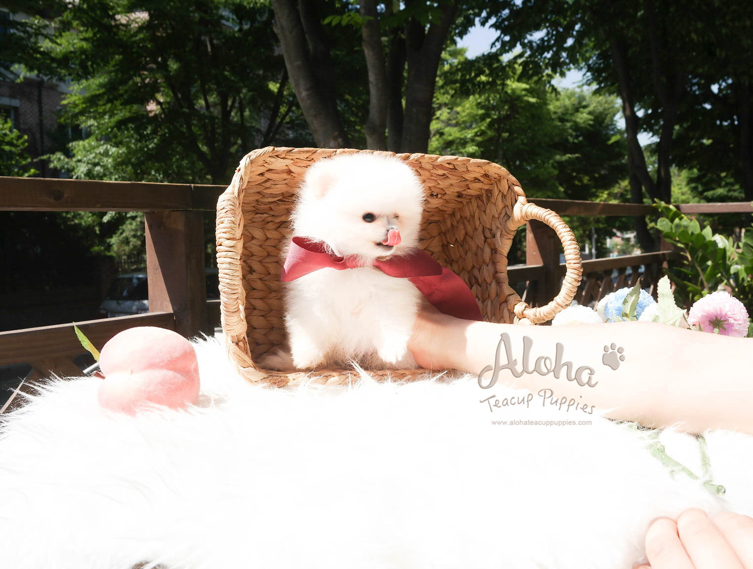 Biscuit - [Pomeranian]