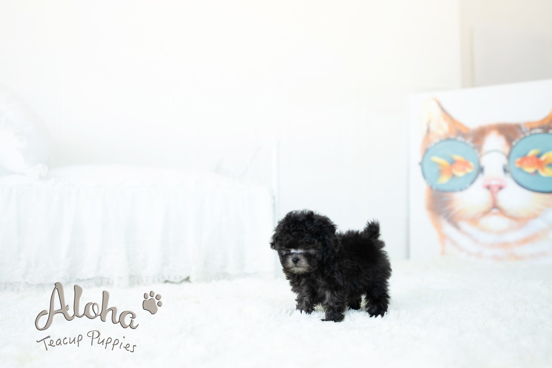 Kai [TEACUP POODLE]