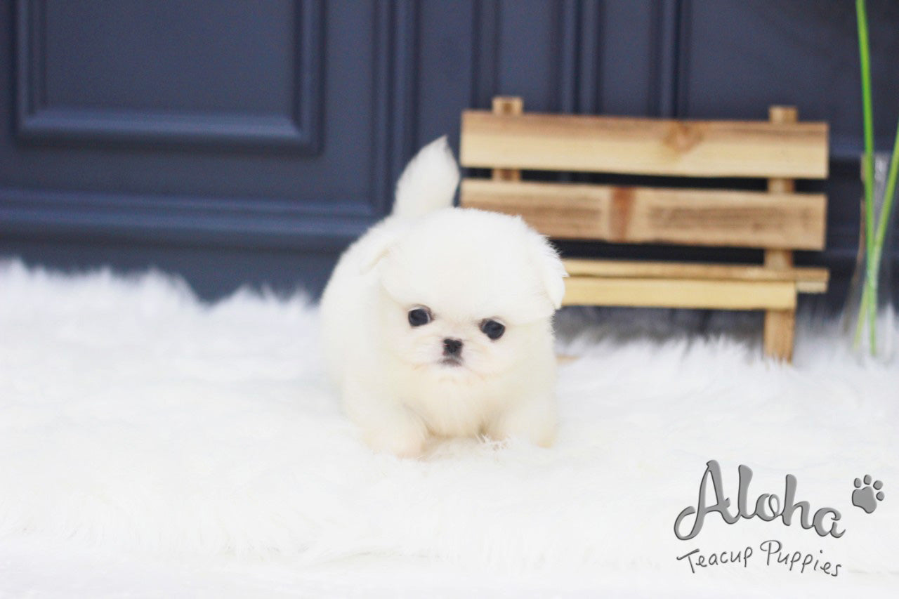 Vendido a Jack, Simba [Pekinés TOY]