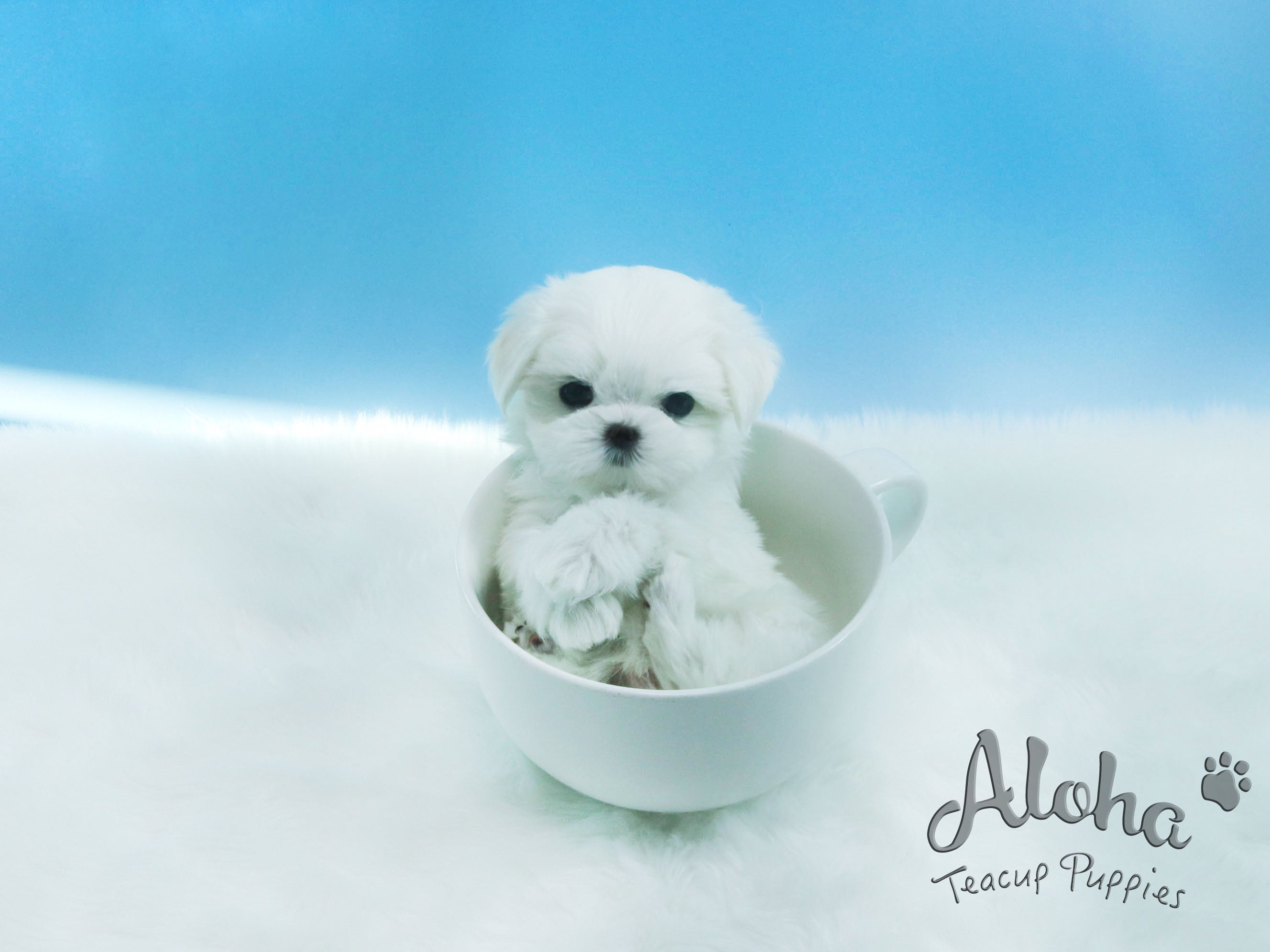 ODIN [TEACUP MALTESE]