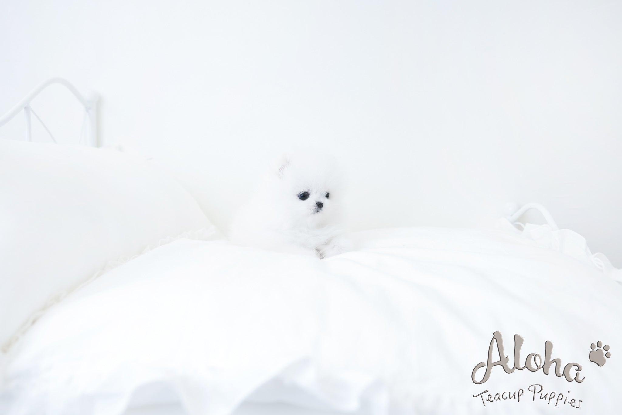 Amy [TEACUP POMERANIAN]