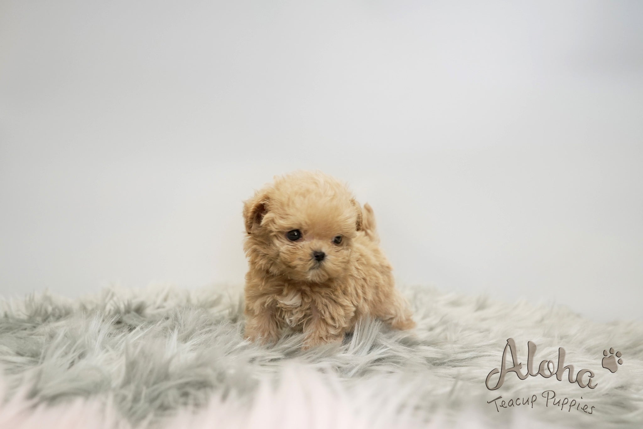 Daisy [TEACUP MALTIPOO]