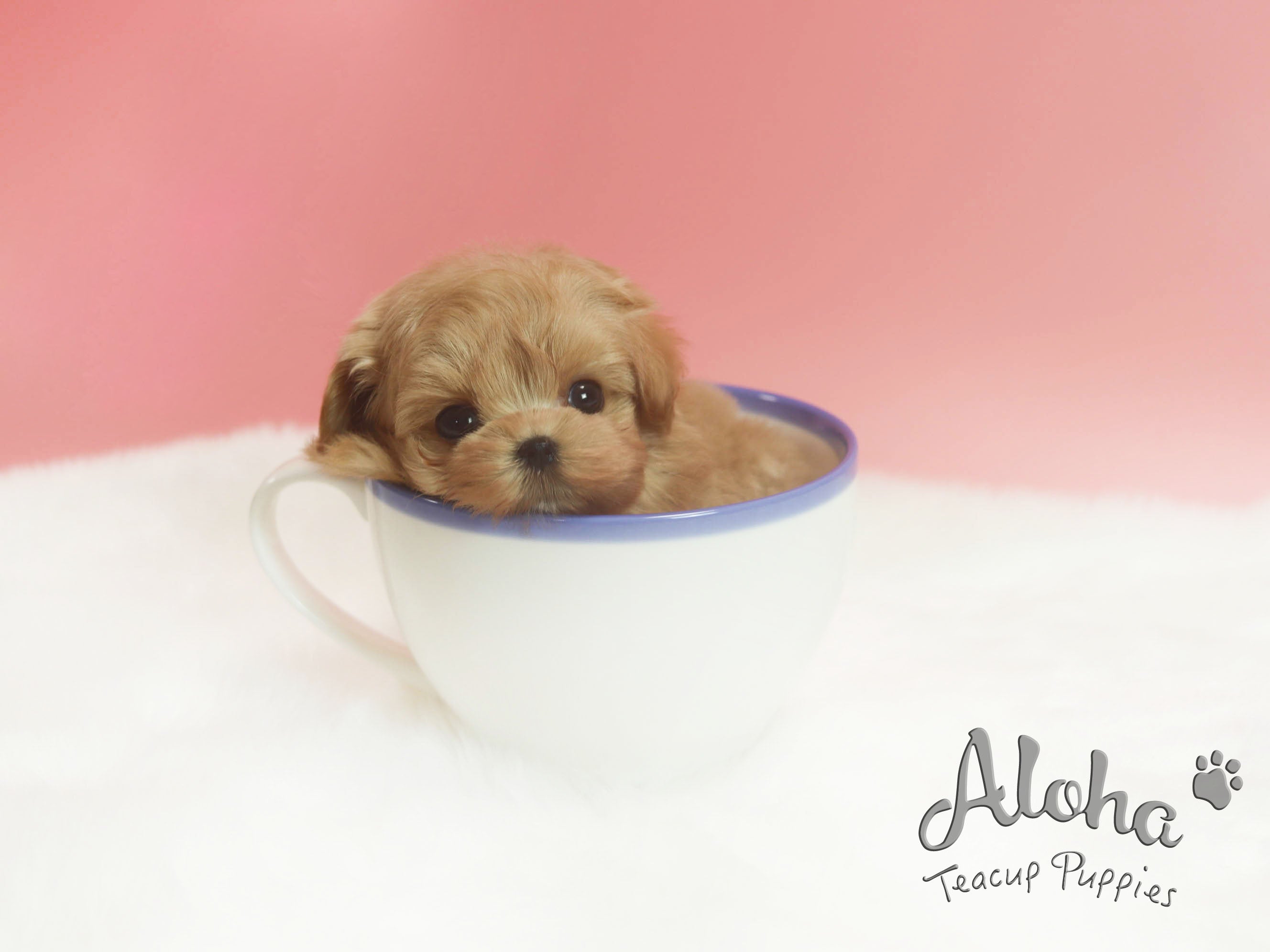 Sold to Jose, FENDI [TEACUP MALTIPOO]