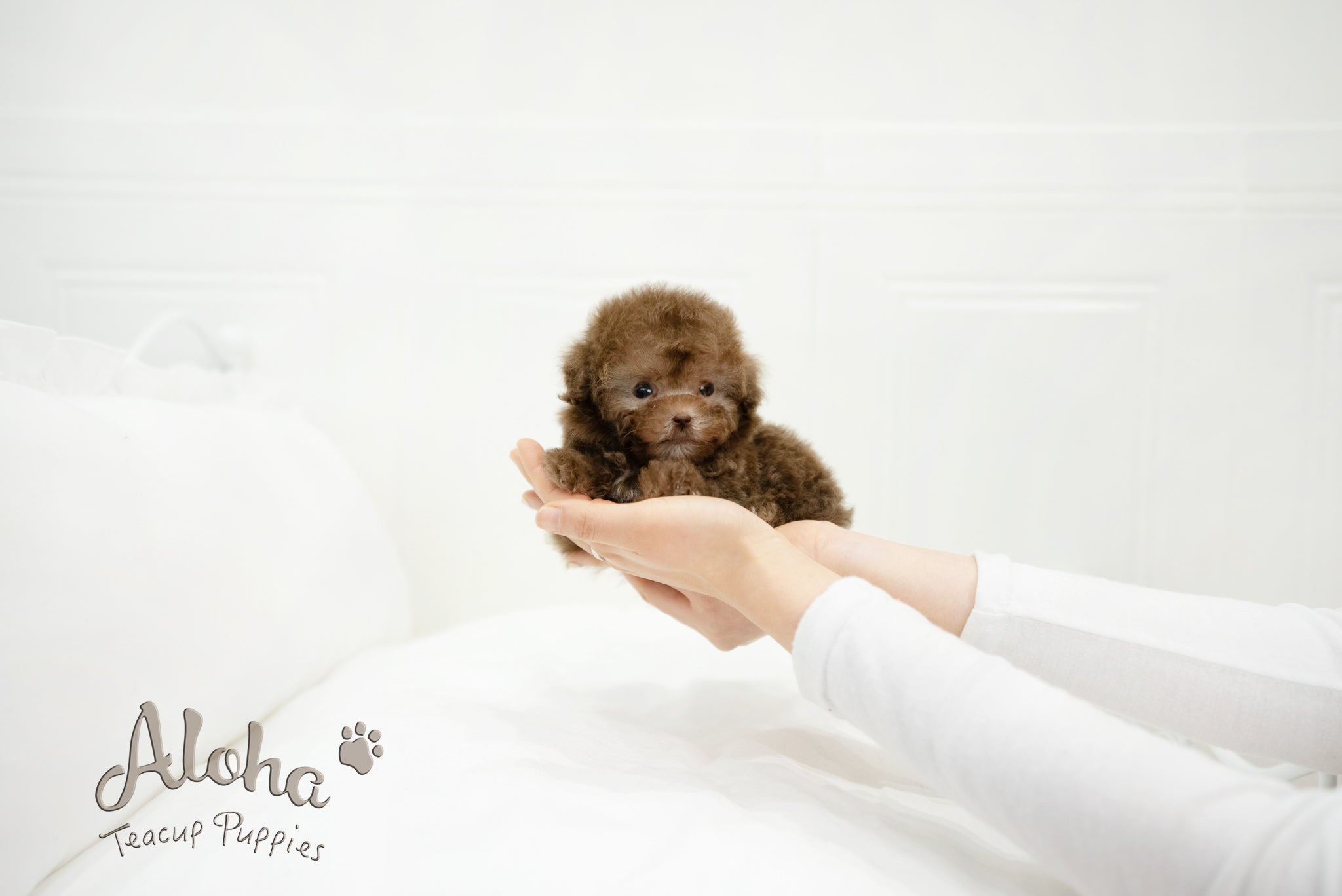 Lucy [TEACUP POODLE]