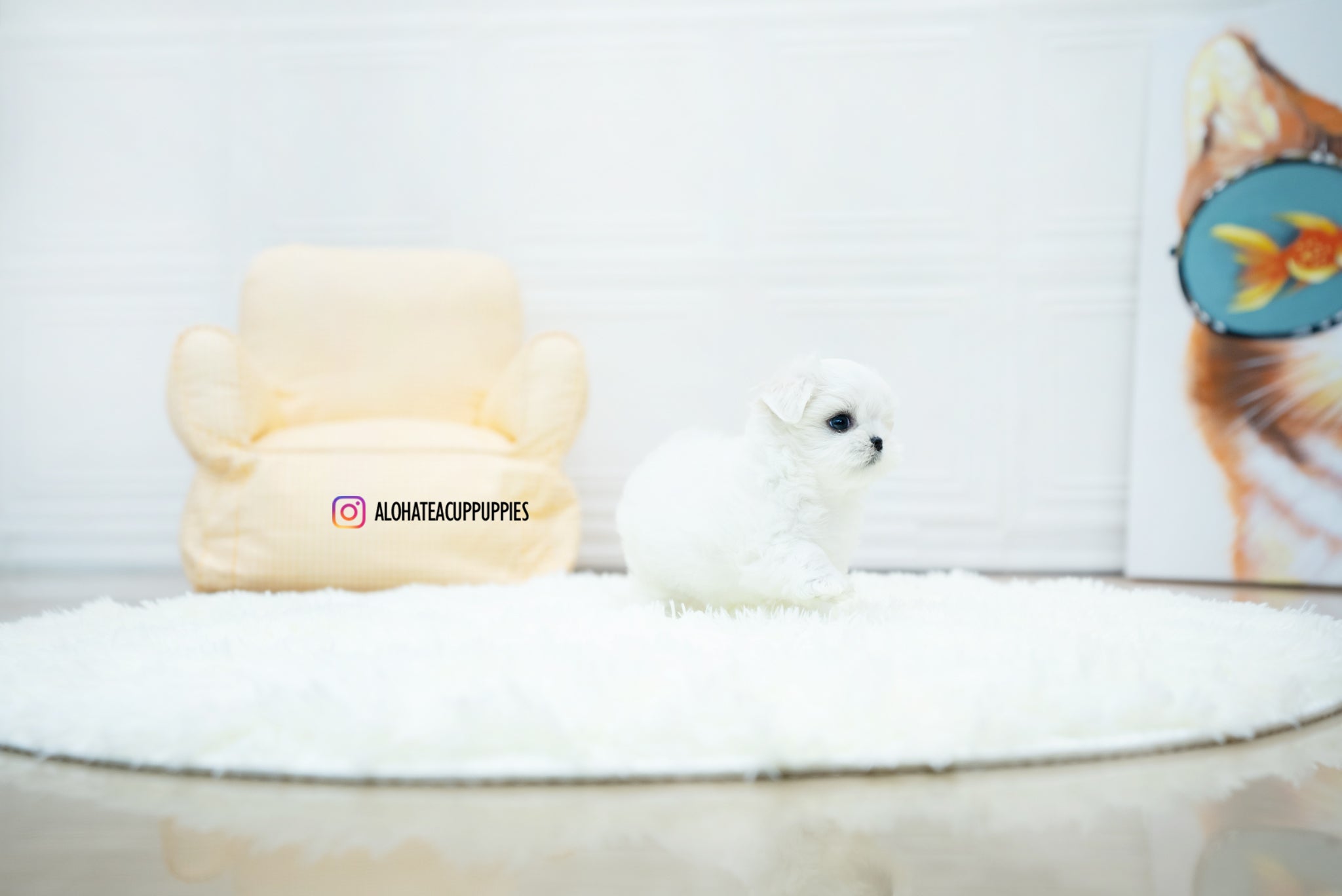 Jasmine [TEACUP MALTESE]