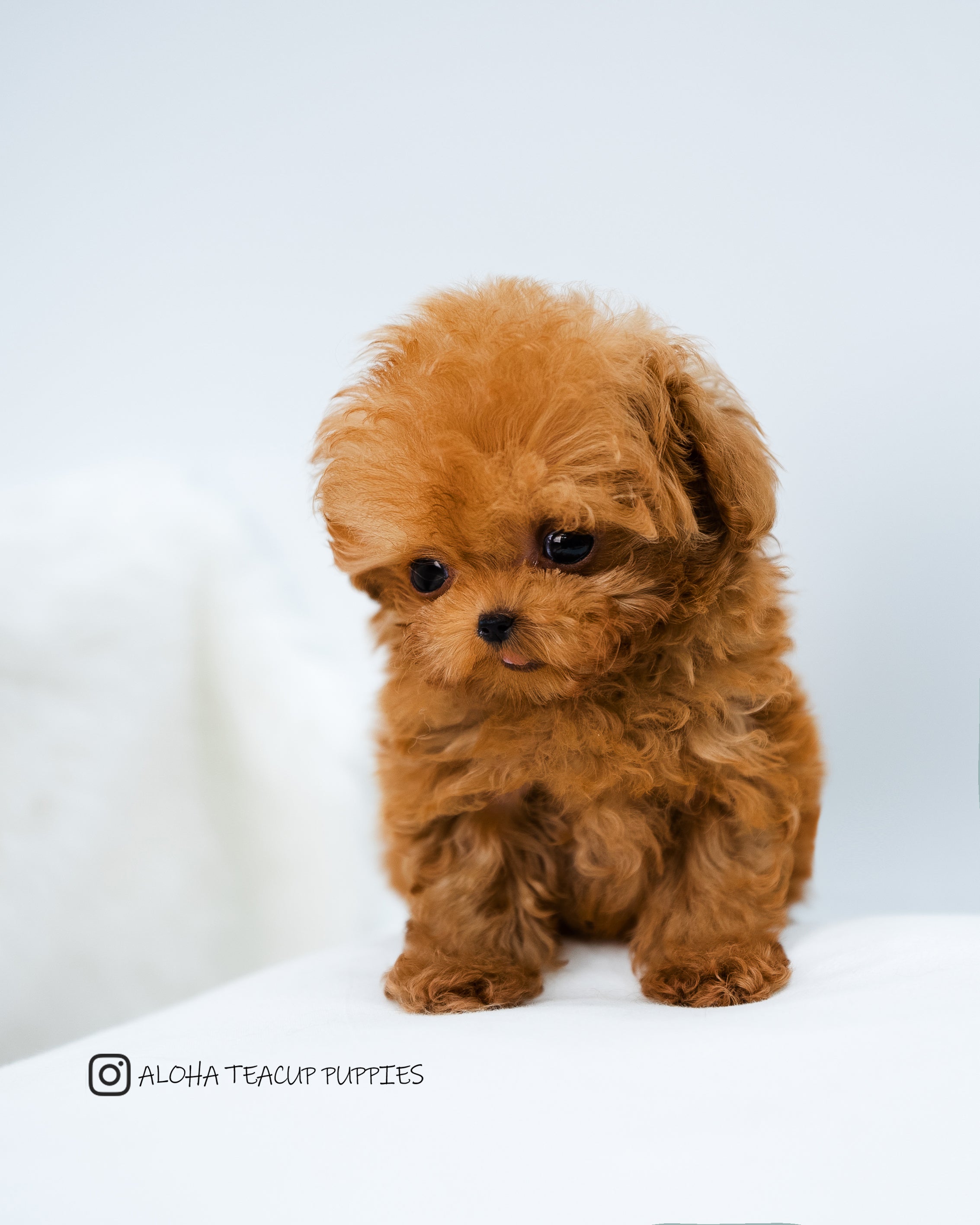 Finn [POODLE TOY]