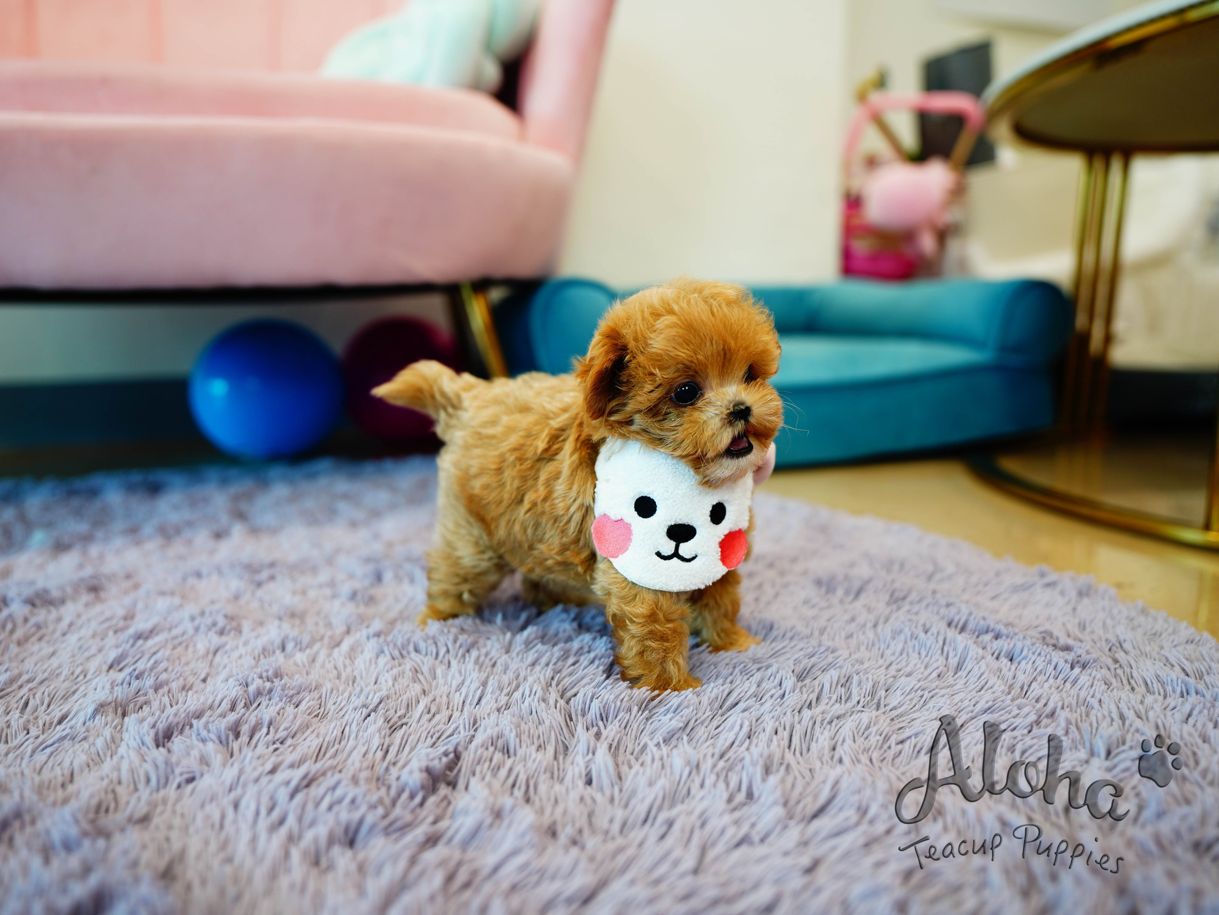 Cookie [TEACUP MALTIPOO]