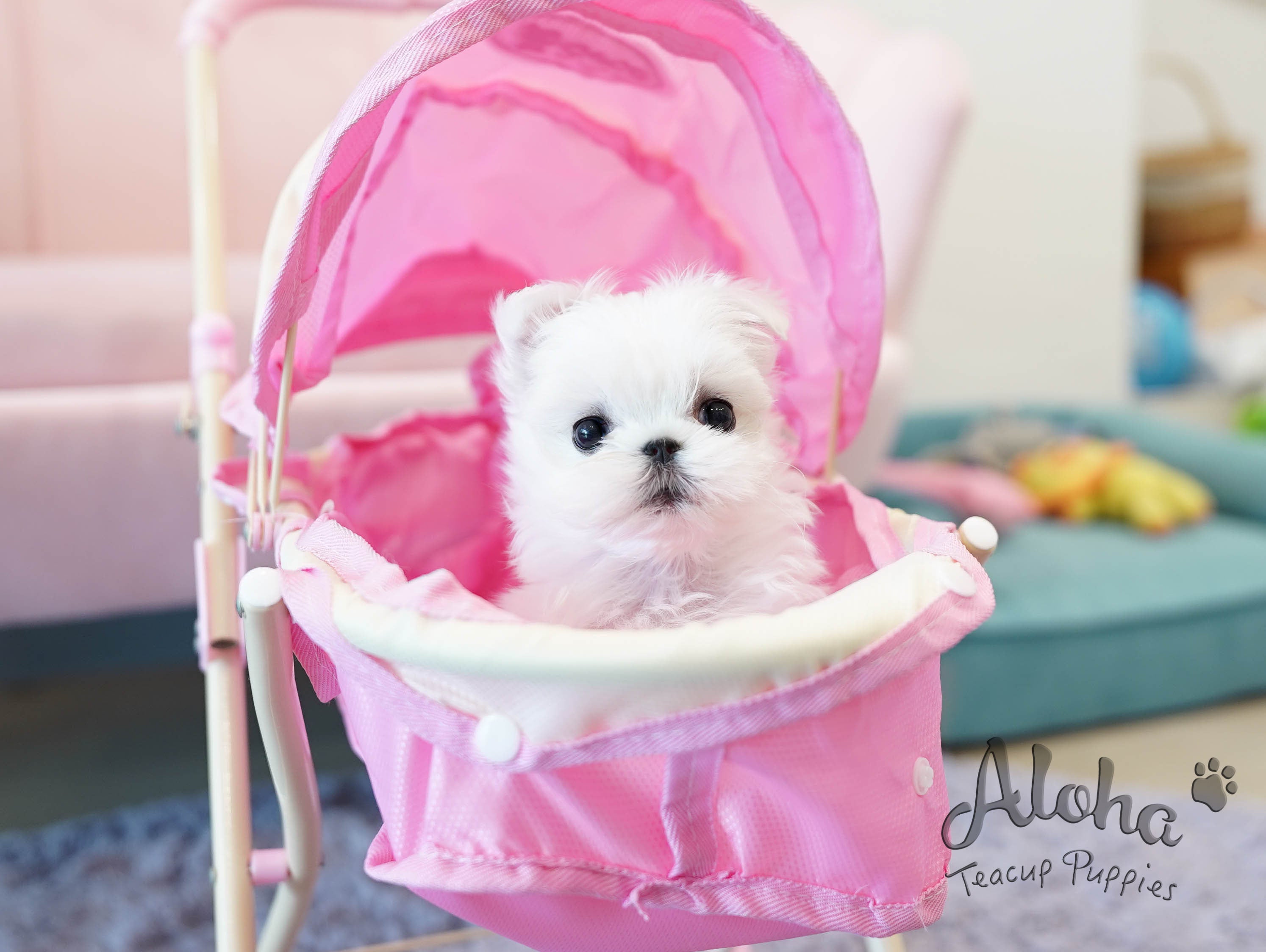 Celine [TEACUP MALTESE]