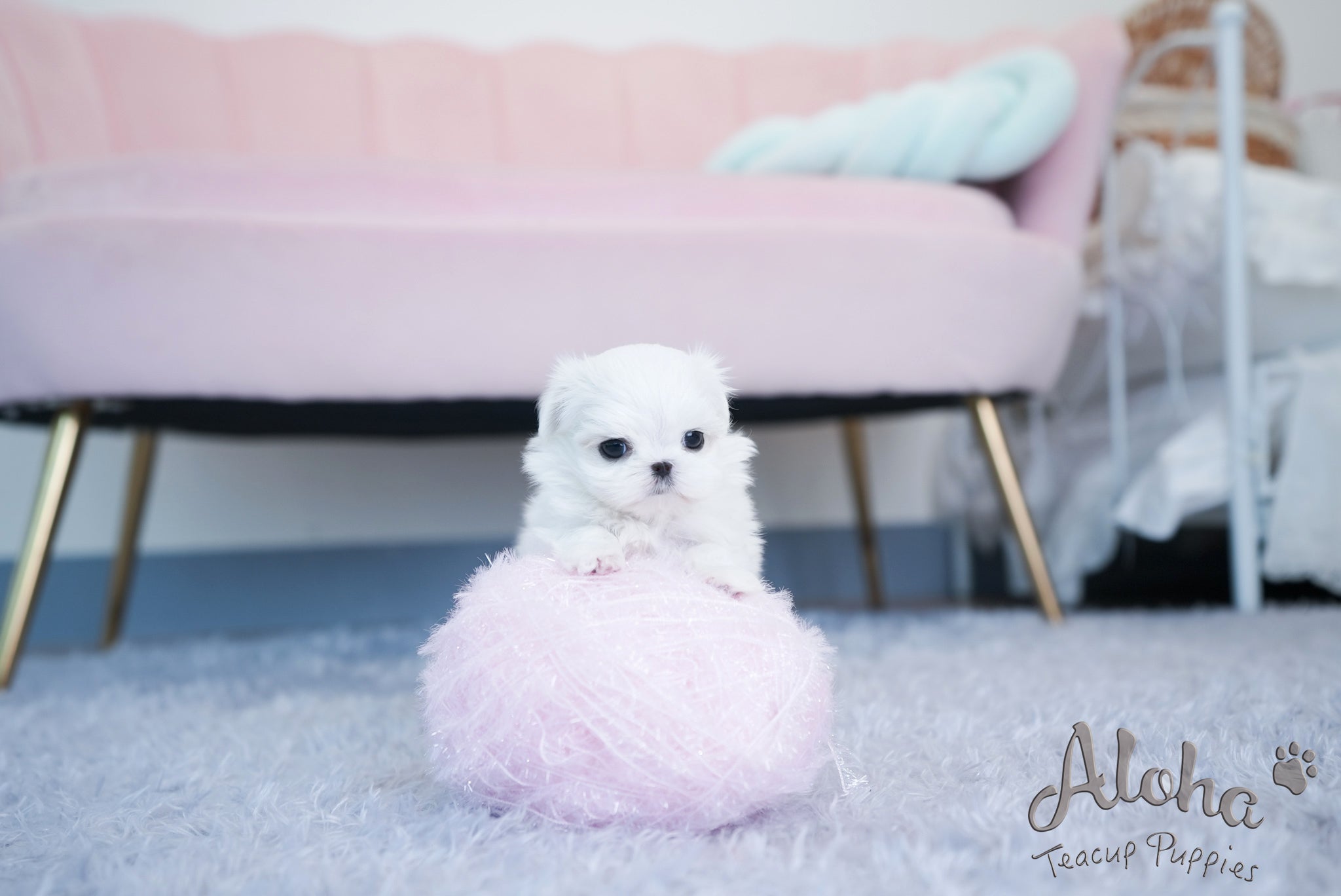Hazel [TEACUP MALTESE]