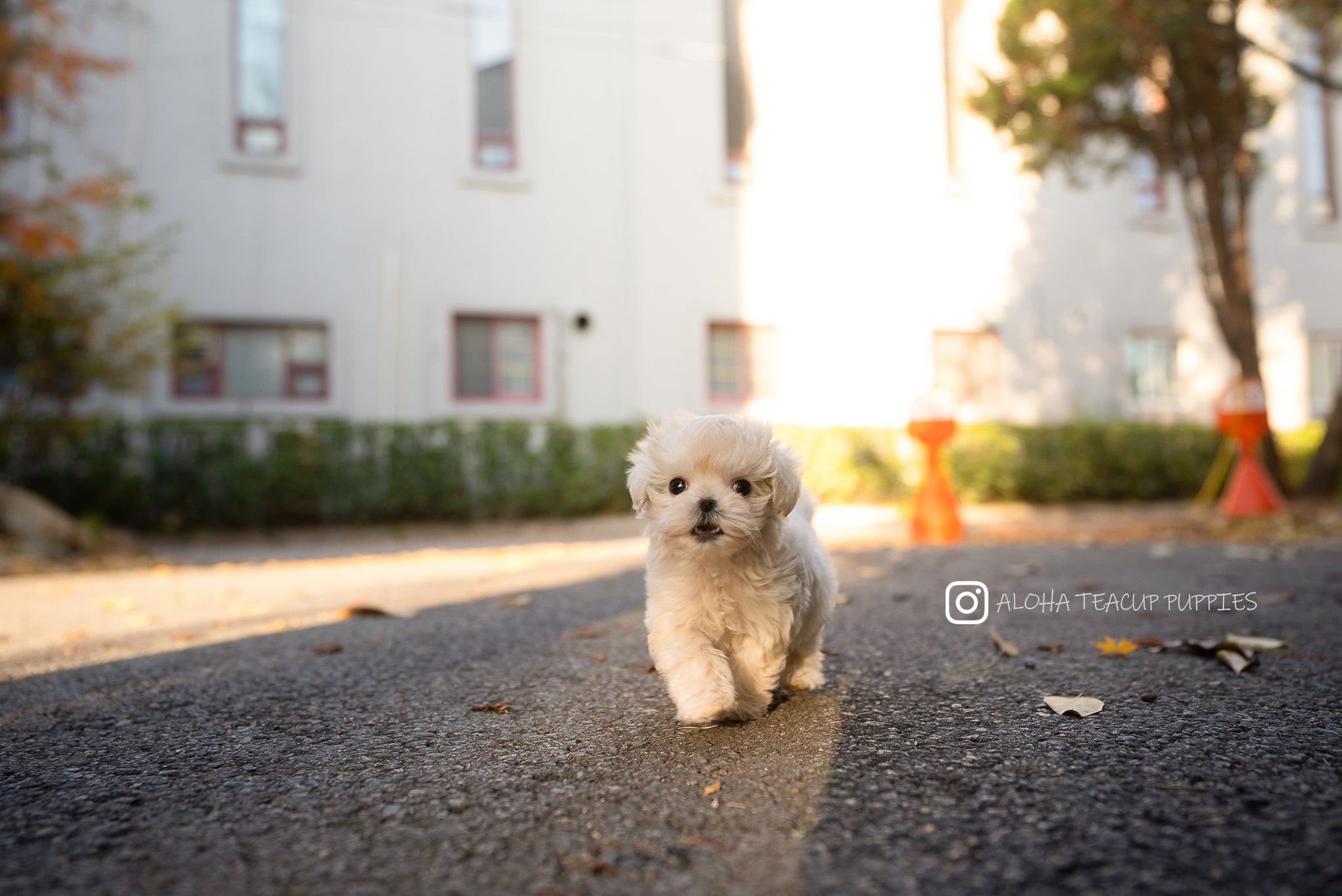 Vivian [TEACUP MALTIPOO]