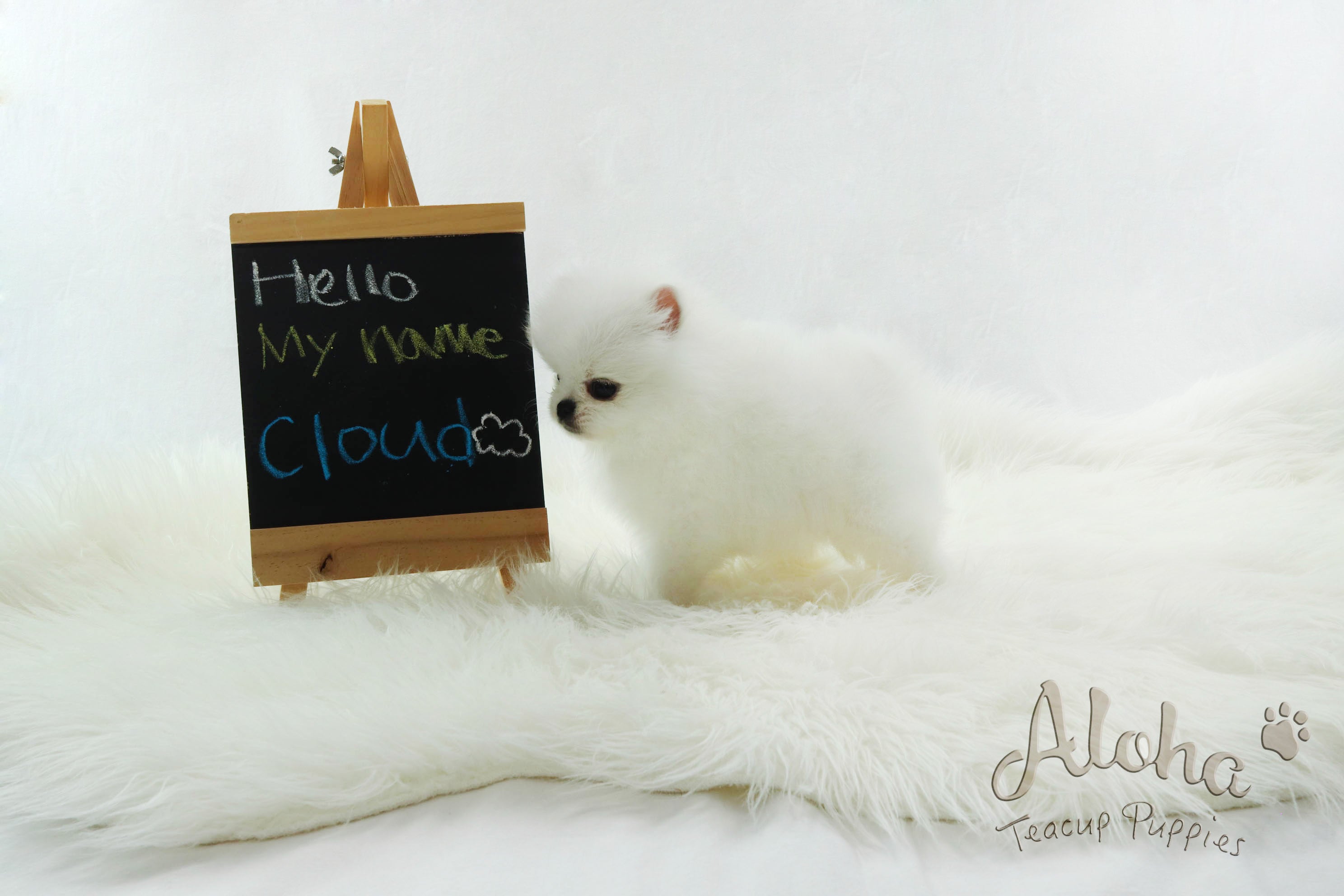 Sold to Barbie, SANTA [Pomeranian]
