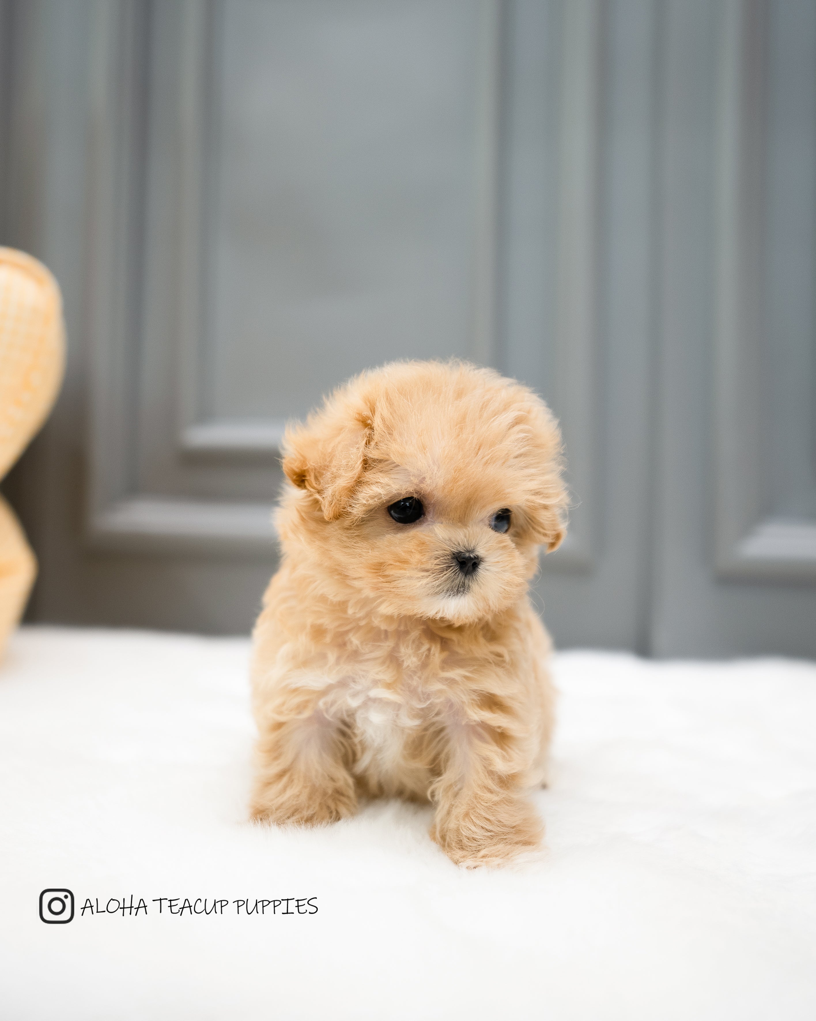 Wanda [TEACUP MALTIPOO]