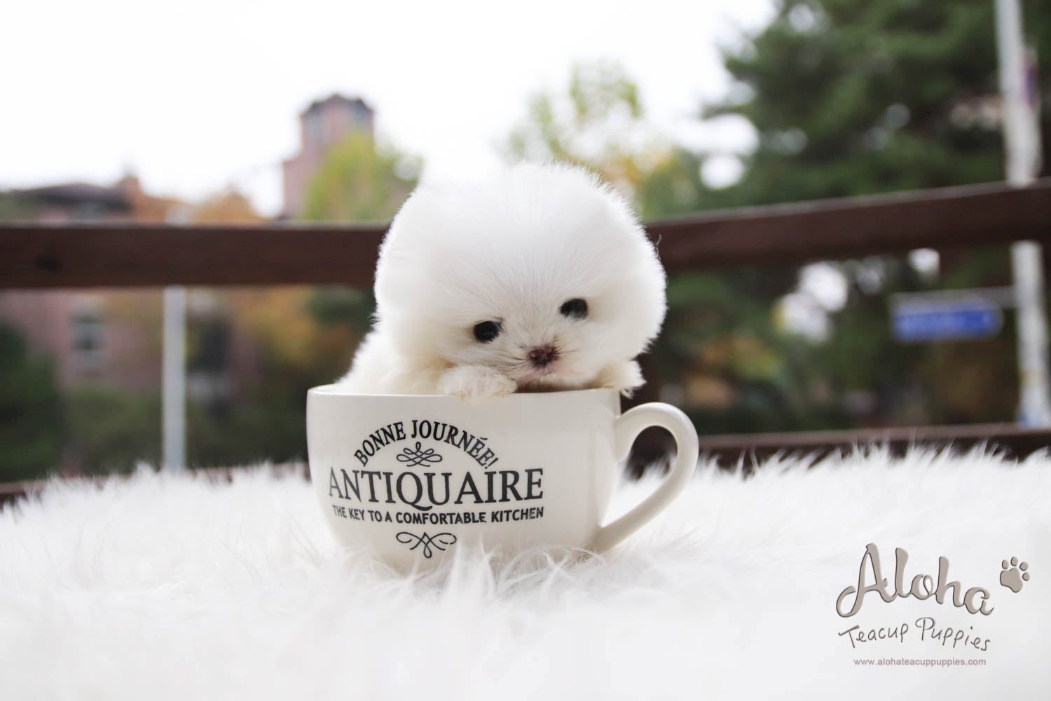 Sold to Diana, MERRY [TEACUP POMERANIAN]