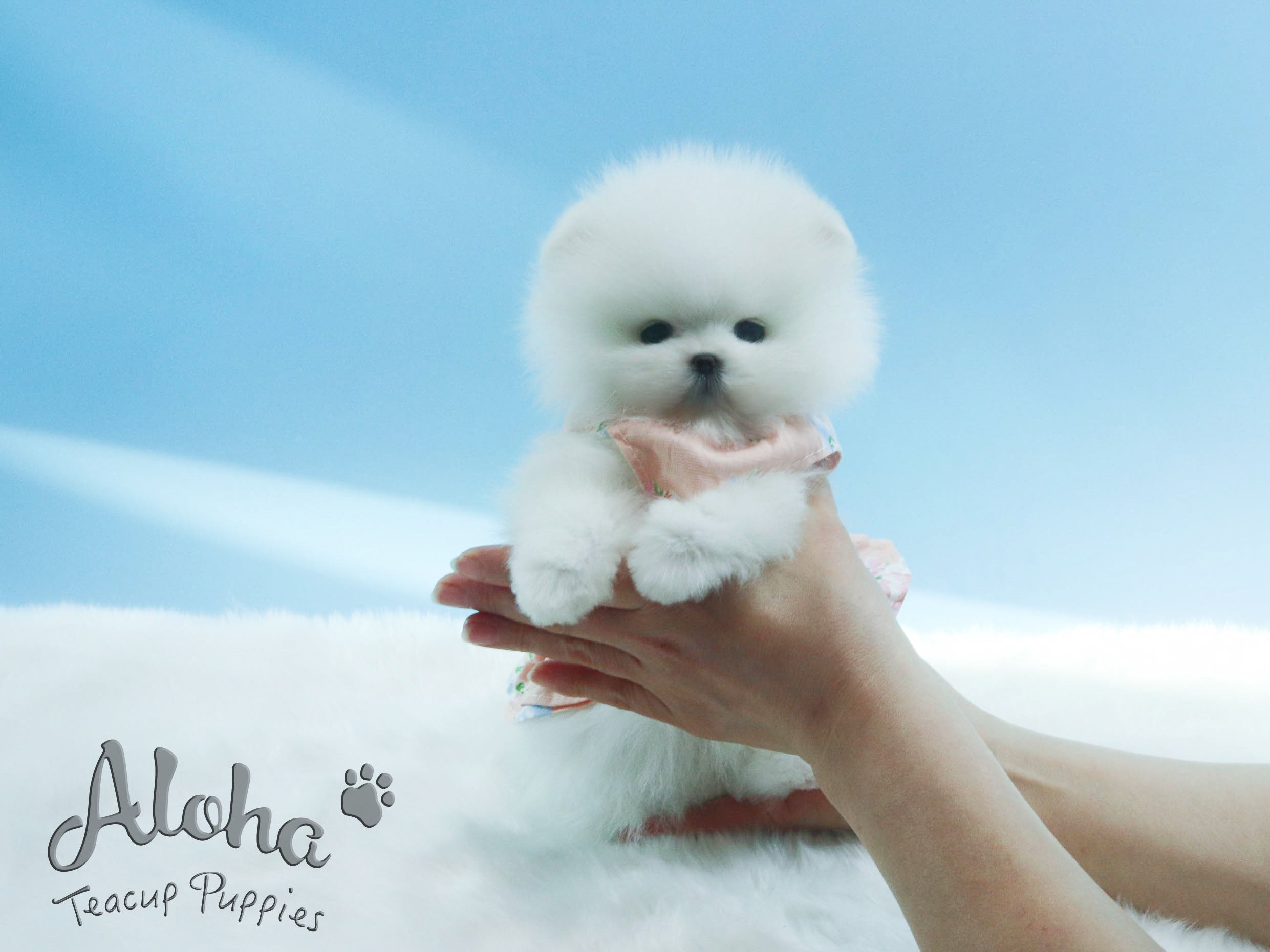 Lena [TEACUP POMERANIAN]