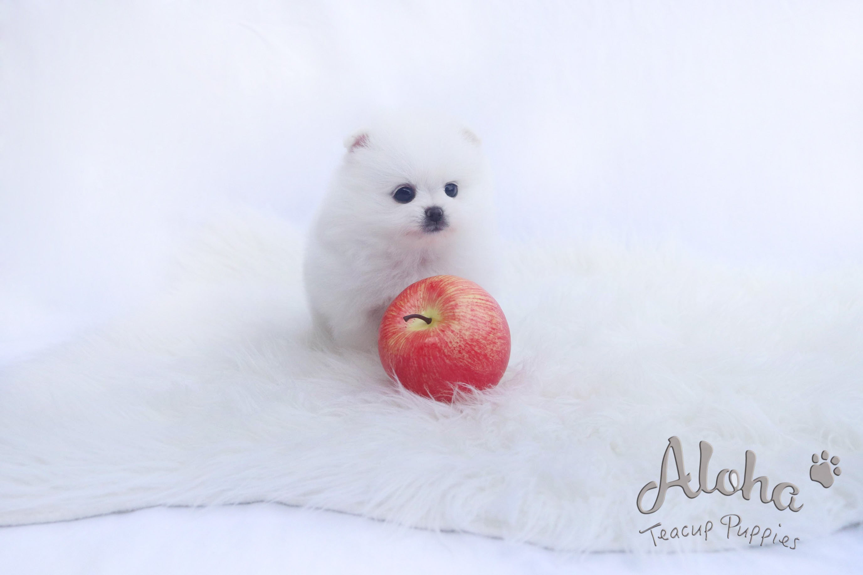 Sold to T, DAISY - [Teacup Pomeranian]