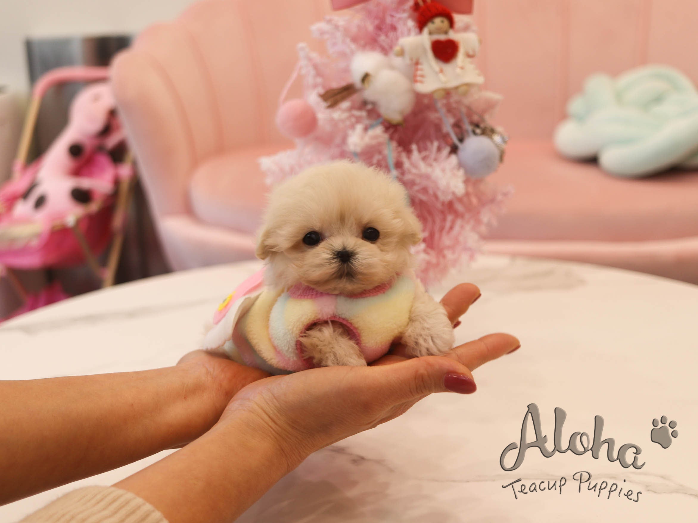 Harry [TEACUP Maltipoo]